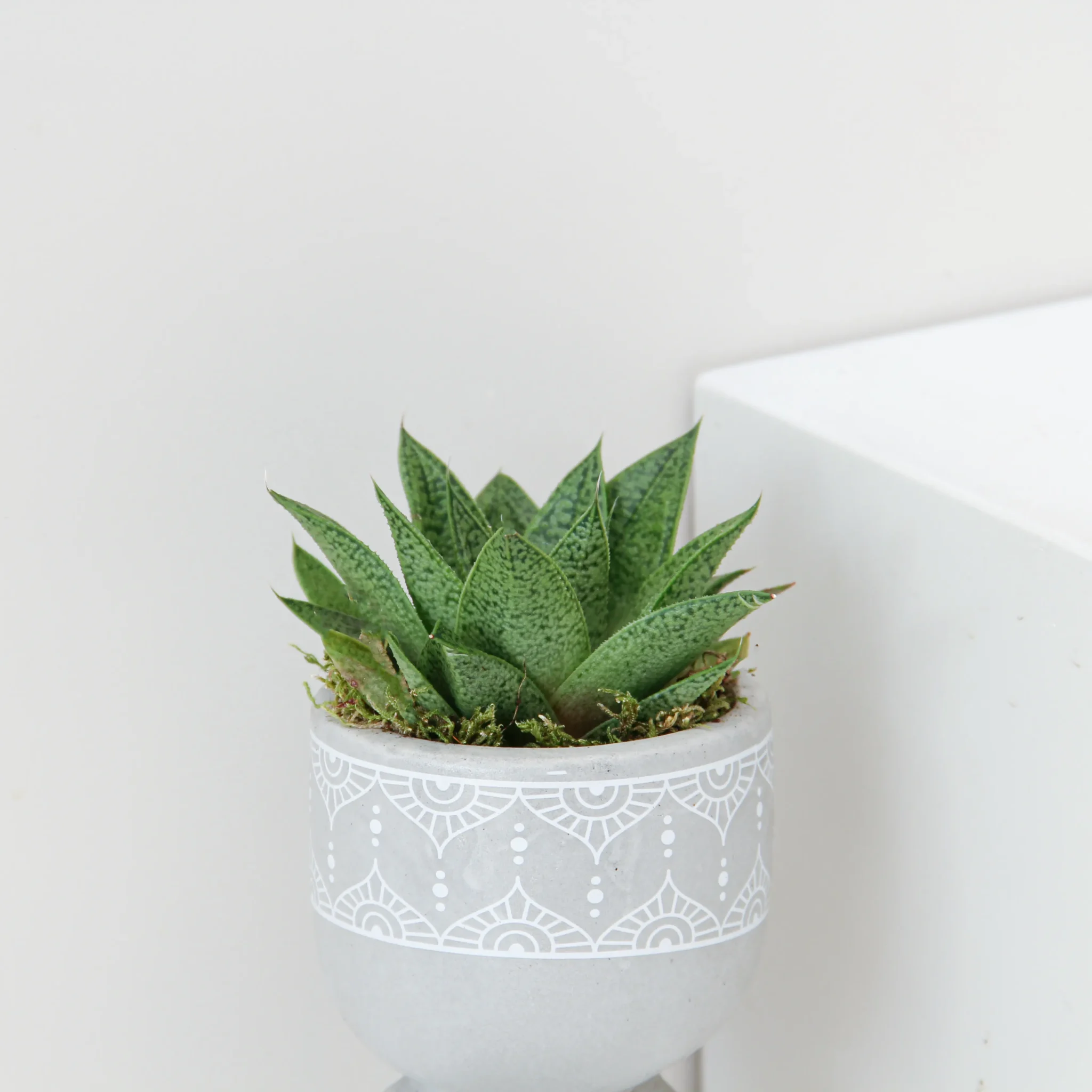 Succlent Mix Plant 01