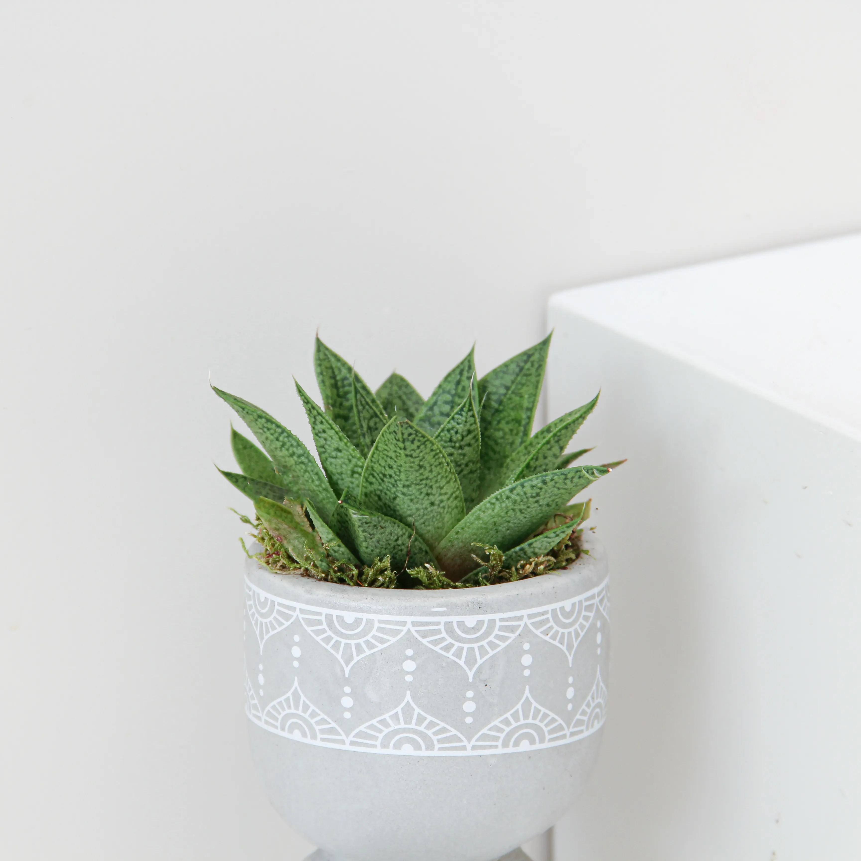 Succlent Mix Plant 01 - Image 2