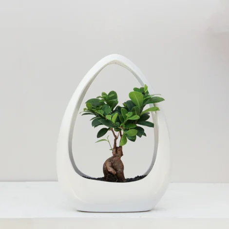 Ficus Microcarpa Plant 01