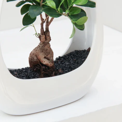 Ficus Microcarpa Plant 01 - Image 2