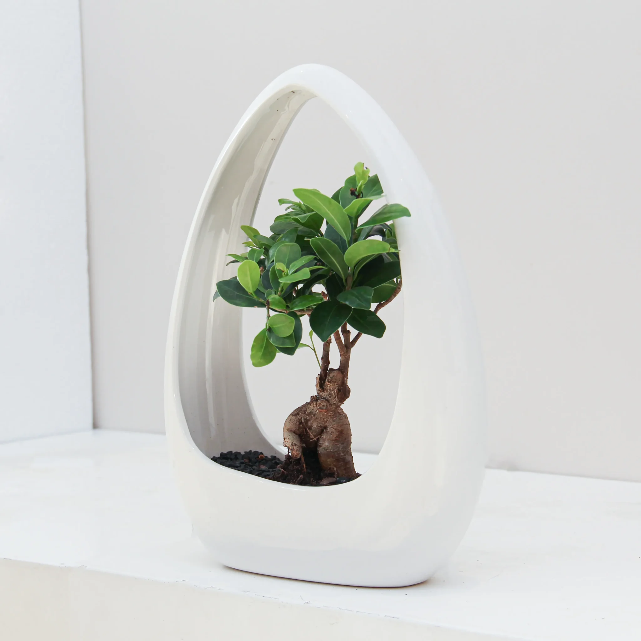 Ficus Microcarpa Plant 01