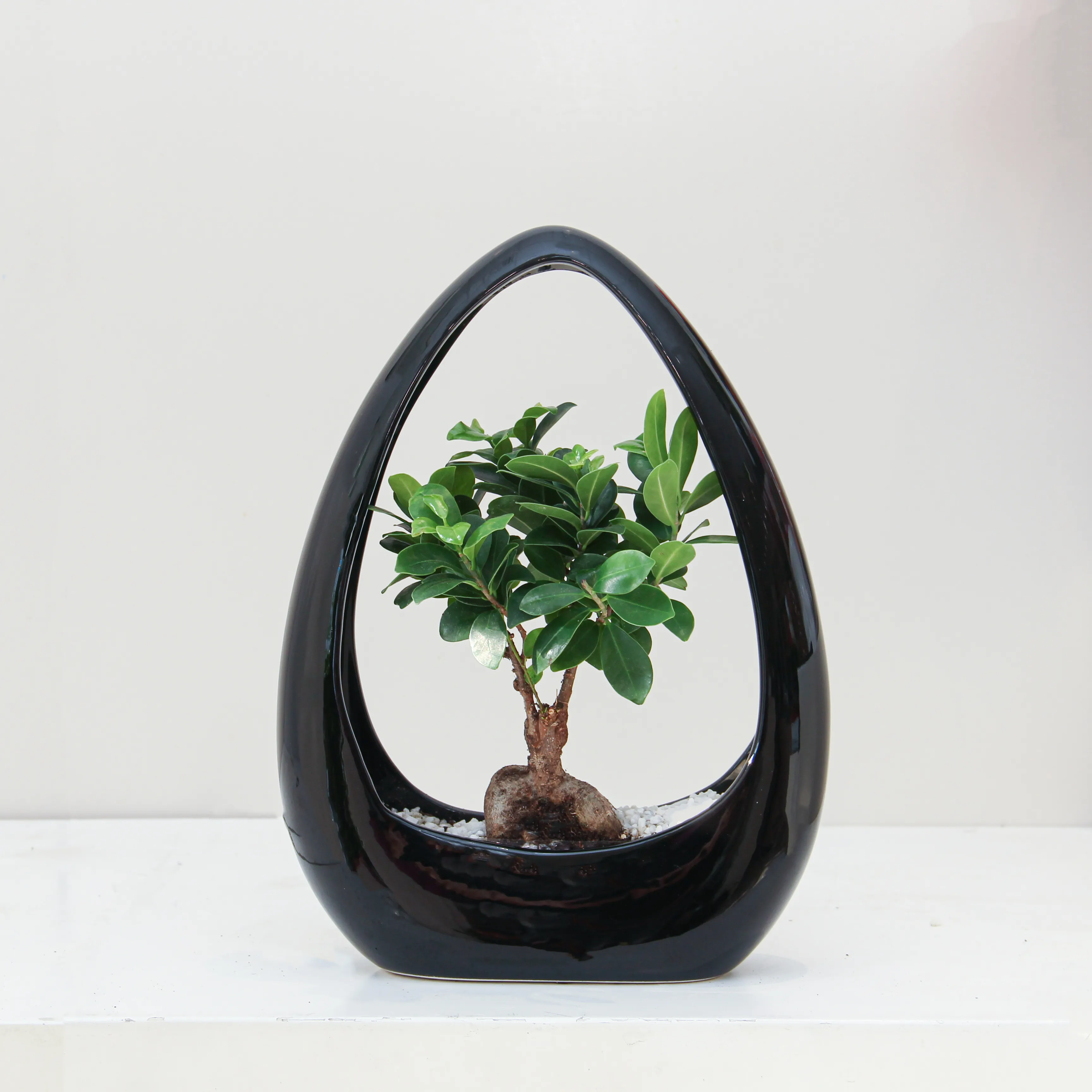 riviera-plants-indoor-online P25.1 Ficus Microcarpa Plant 02