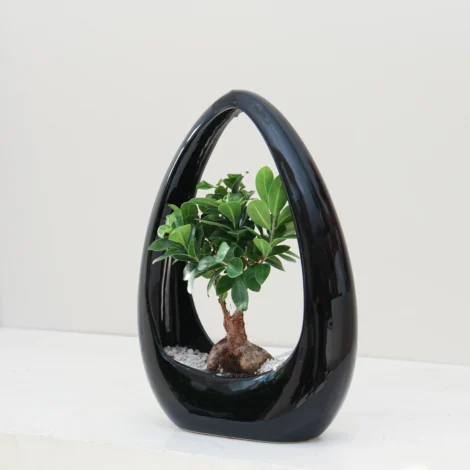 Ficus Microcarpa Plant 02 - Image 2