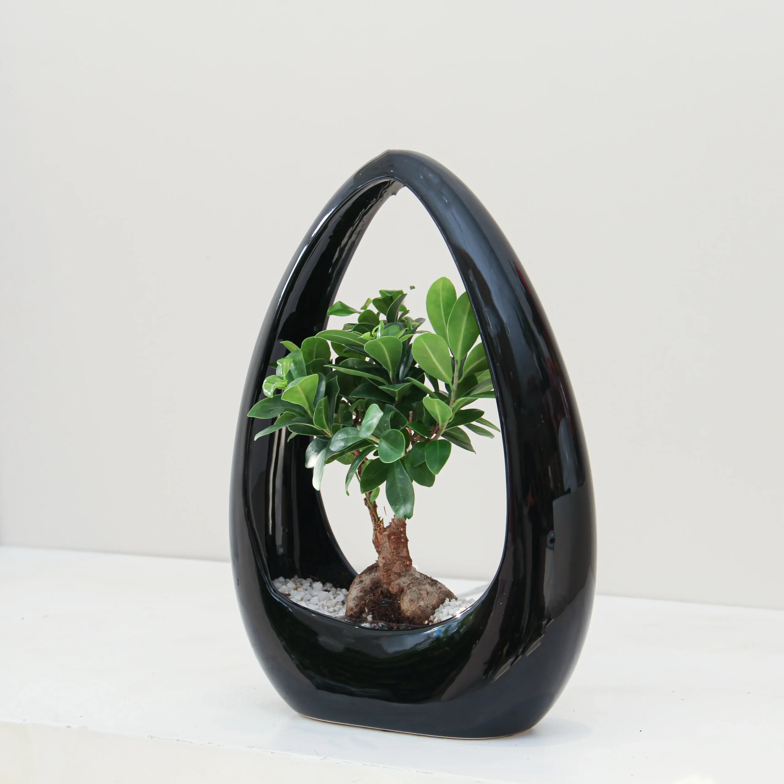 Ficus Microcarpa Plant 02 - Image 2