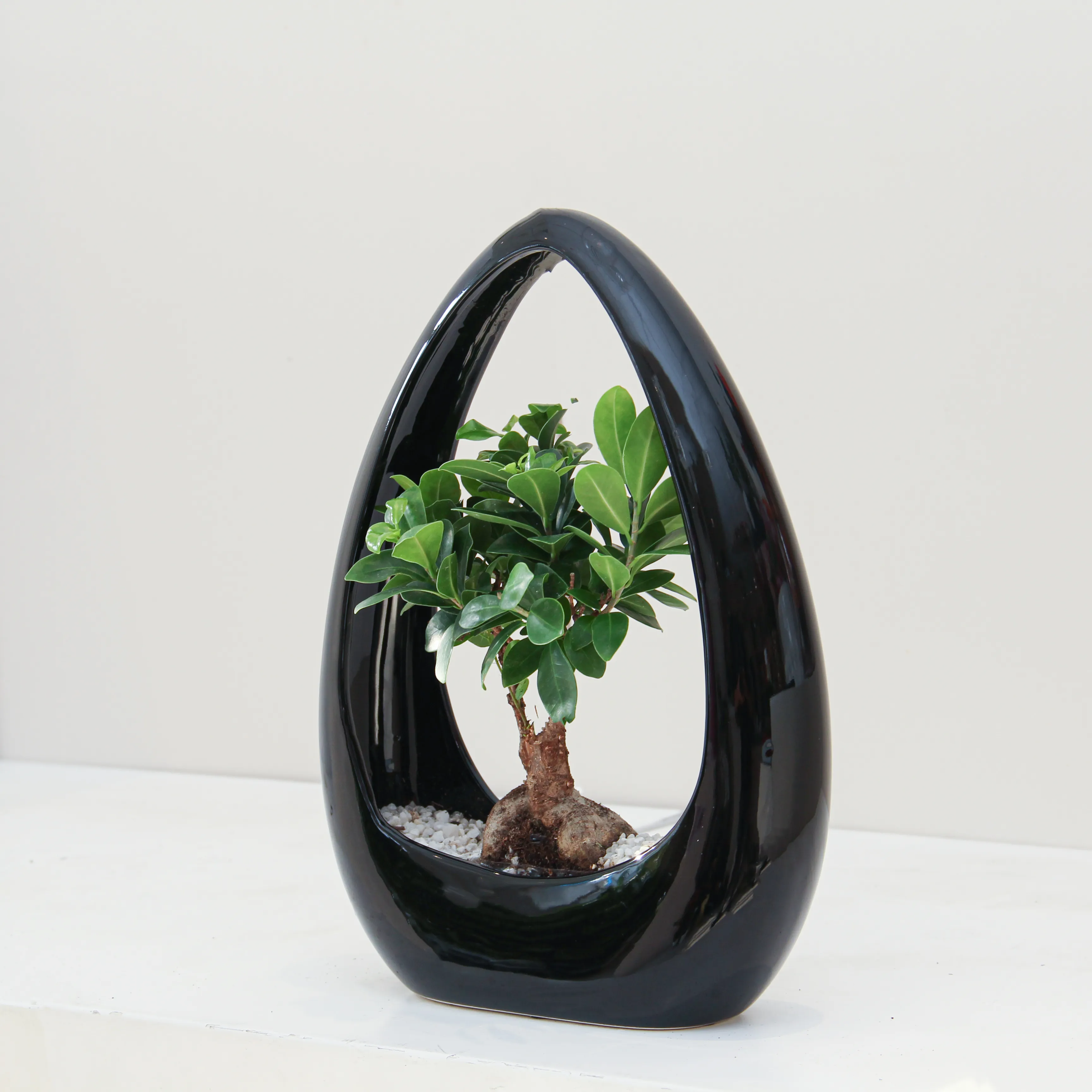 Ficus Microcarpa Plant 02 - Image 2