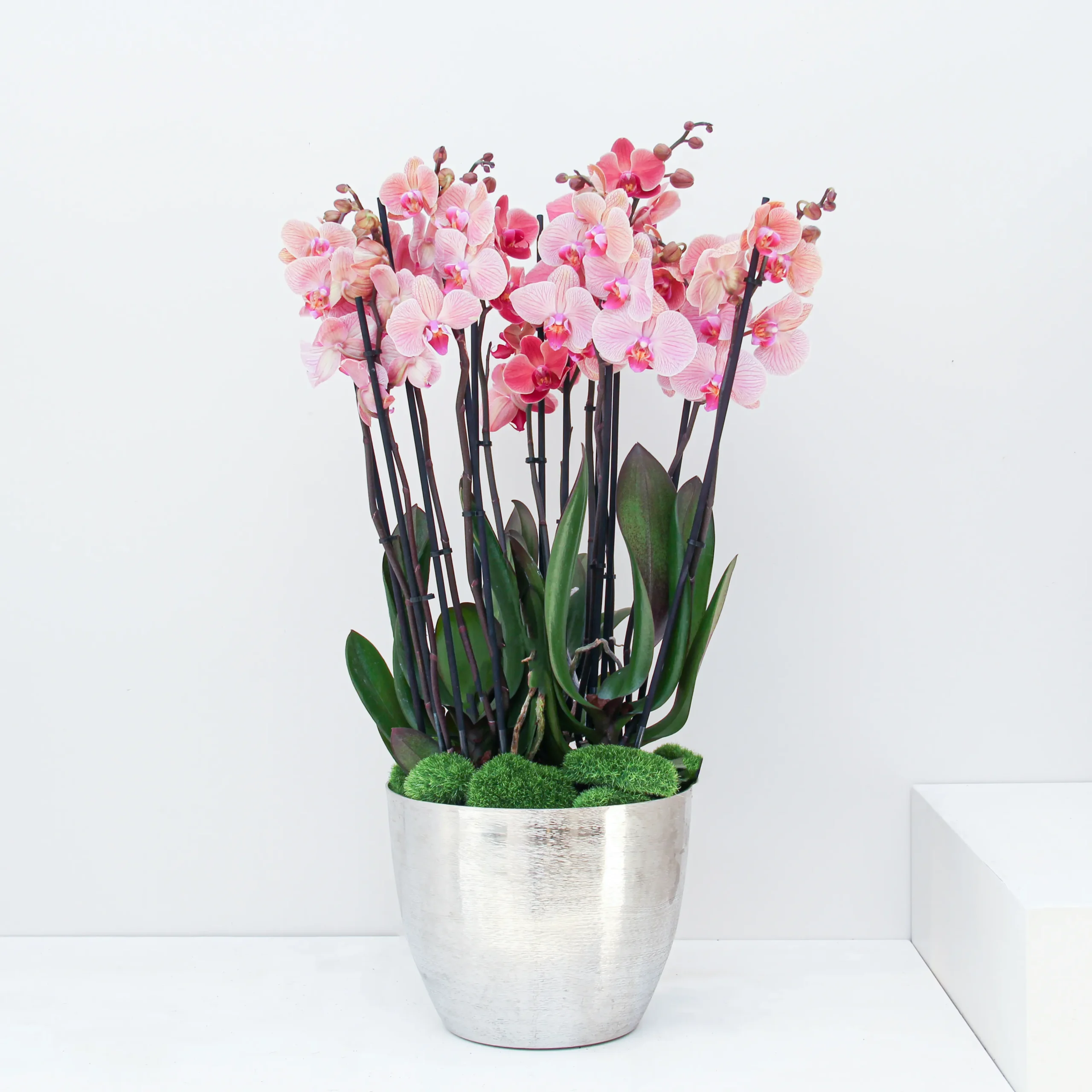 Phalaenopsis Plant 03 - Image 1