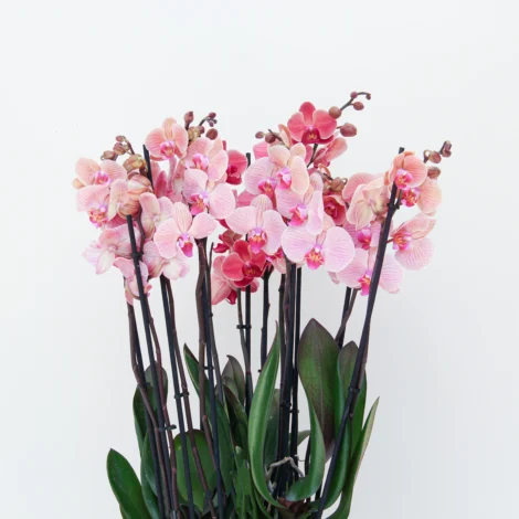 Phalaenopsis Plant 03 - Image 2