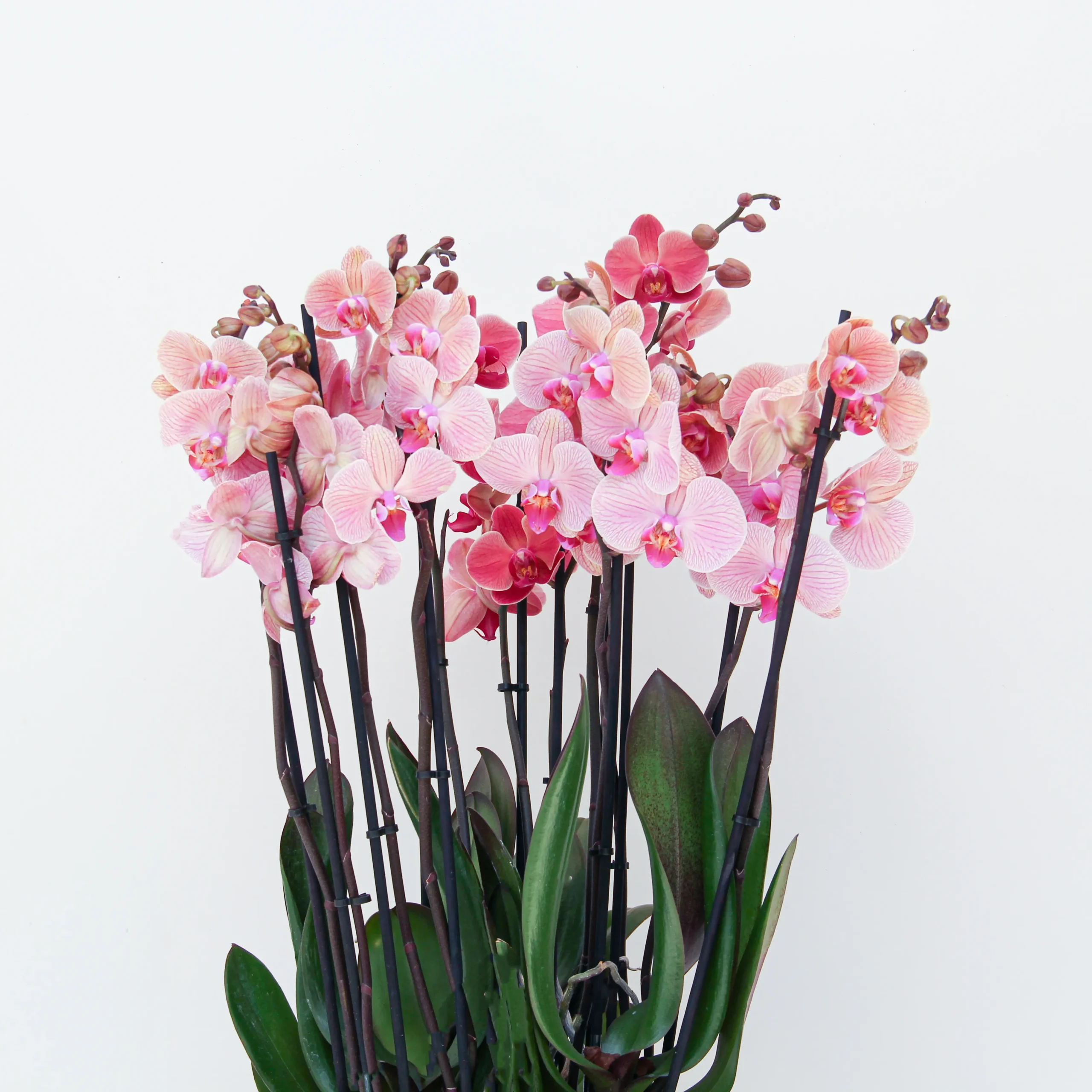 Phalaenopsis Plant 03 - Image 2