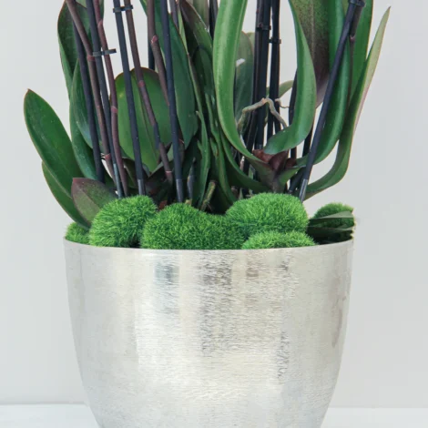 Phalaenopsis Plant 03 - Image 3