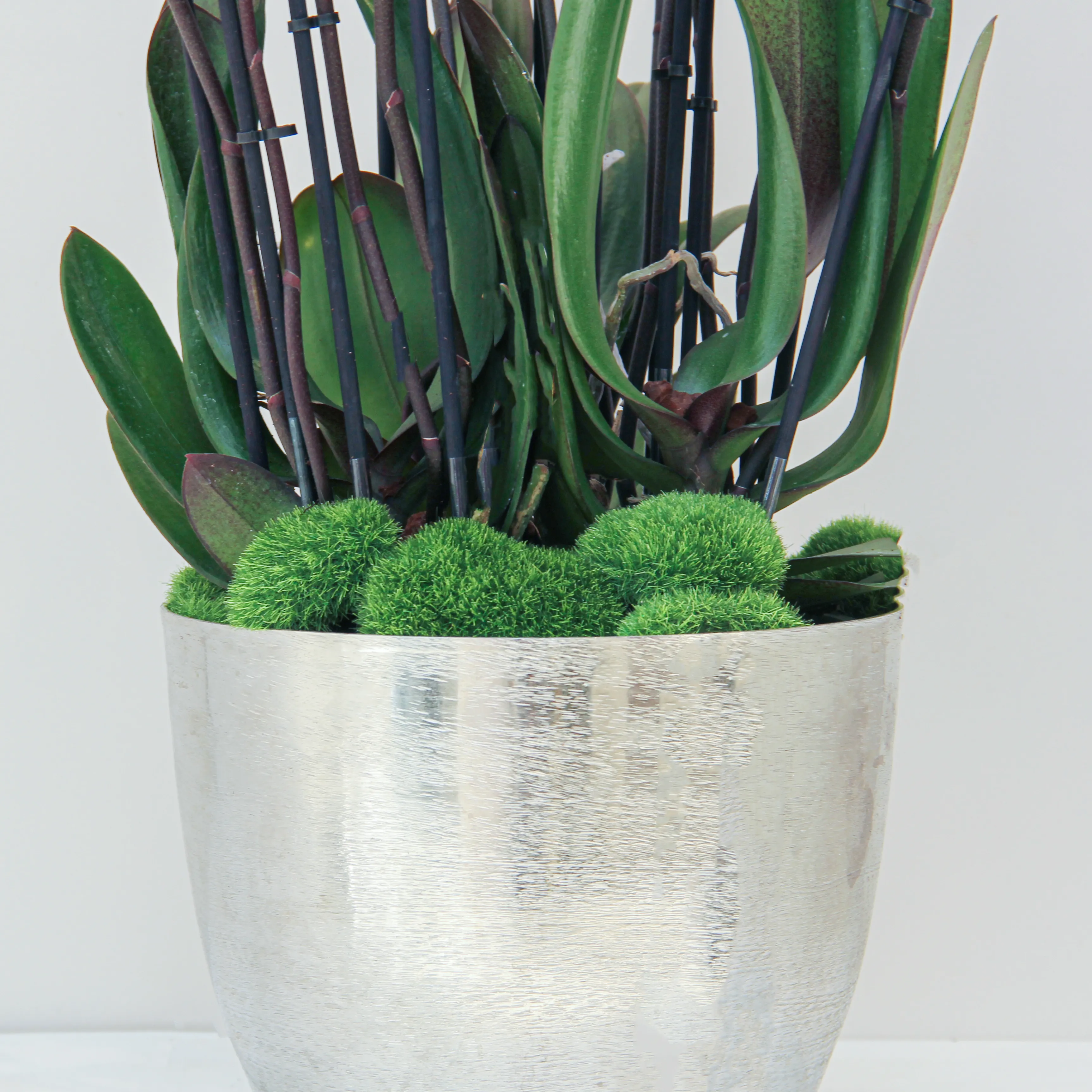 Phalaenopsis Plant 03 - Image 3