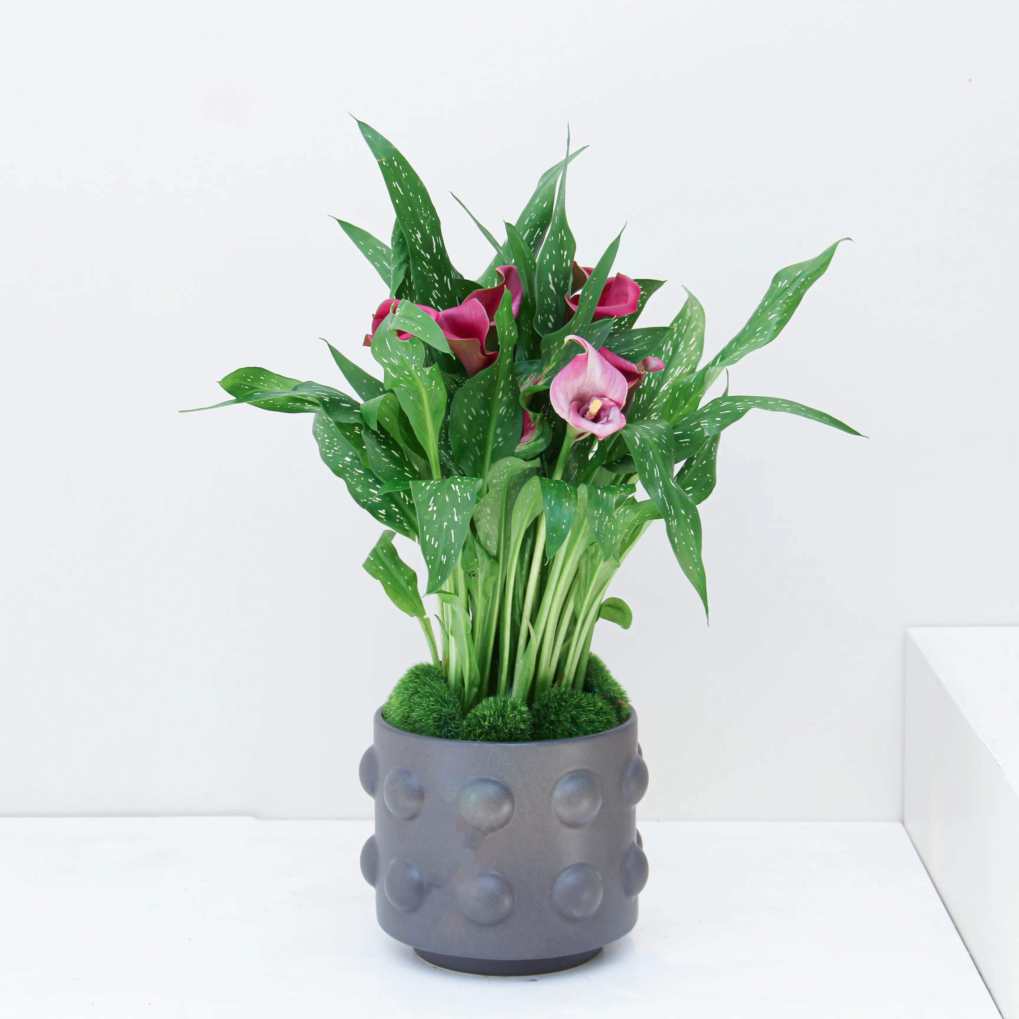 Zantedeschia Plant 01