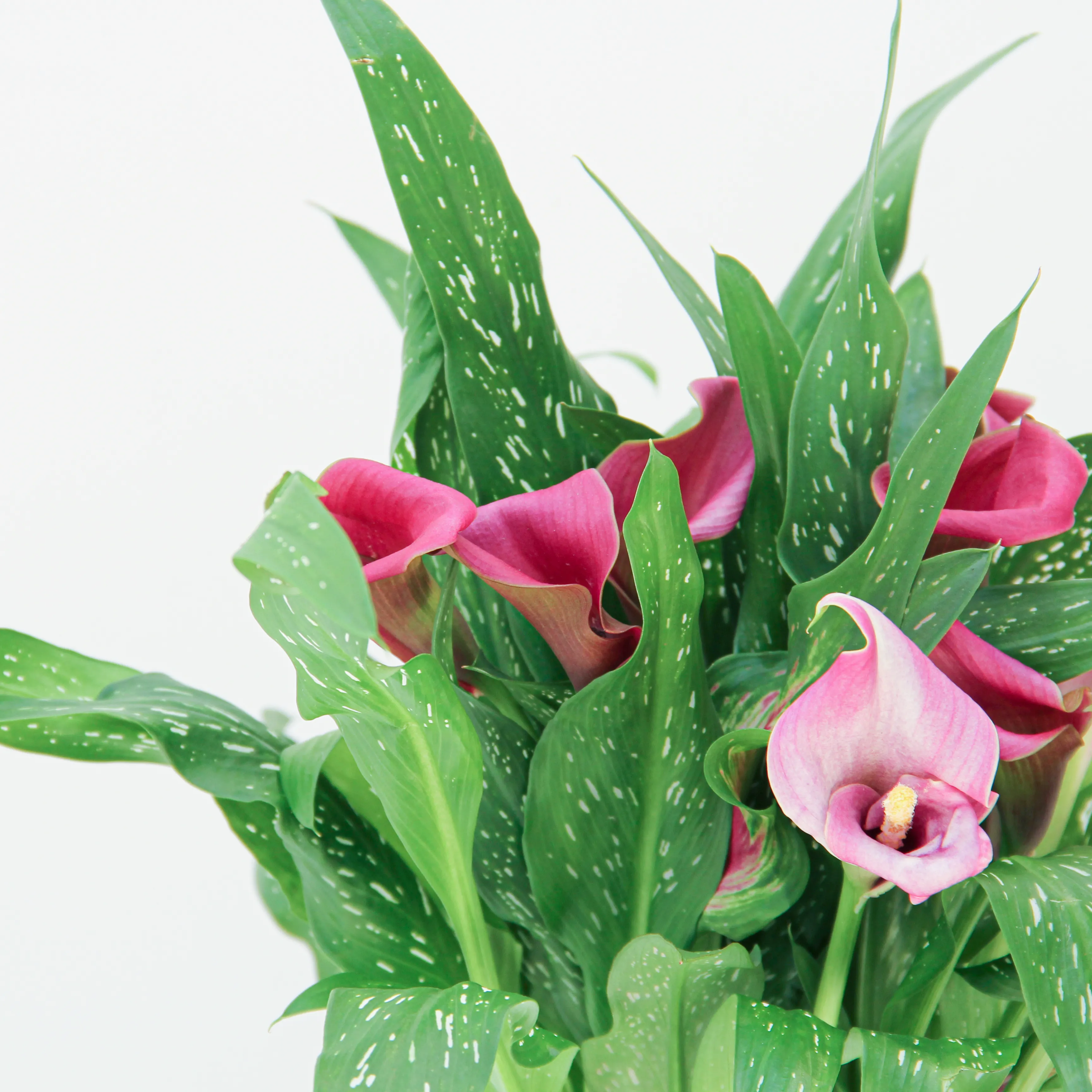 Zantedeschia Plant 01 - Image 2