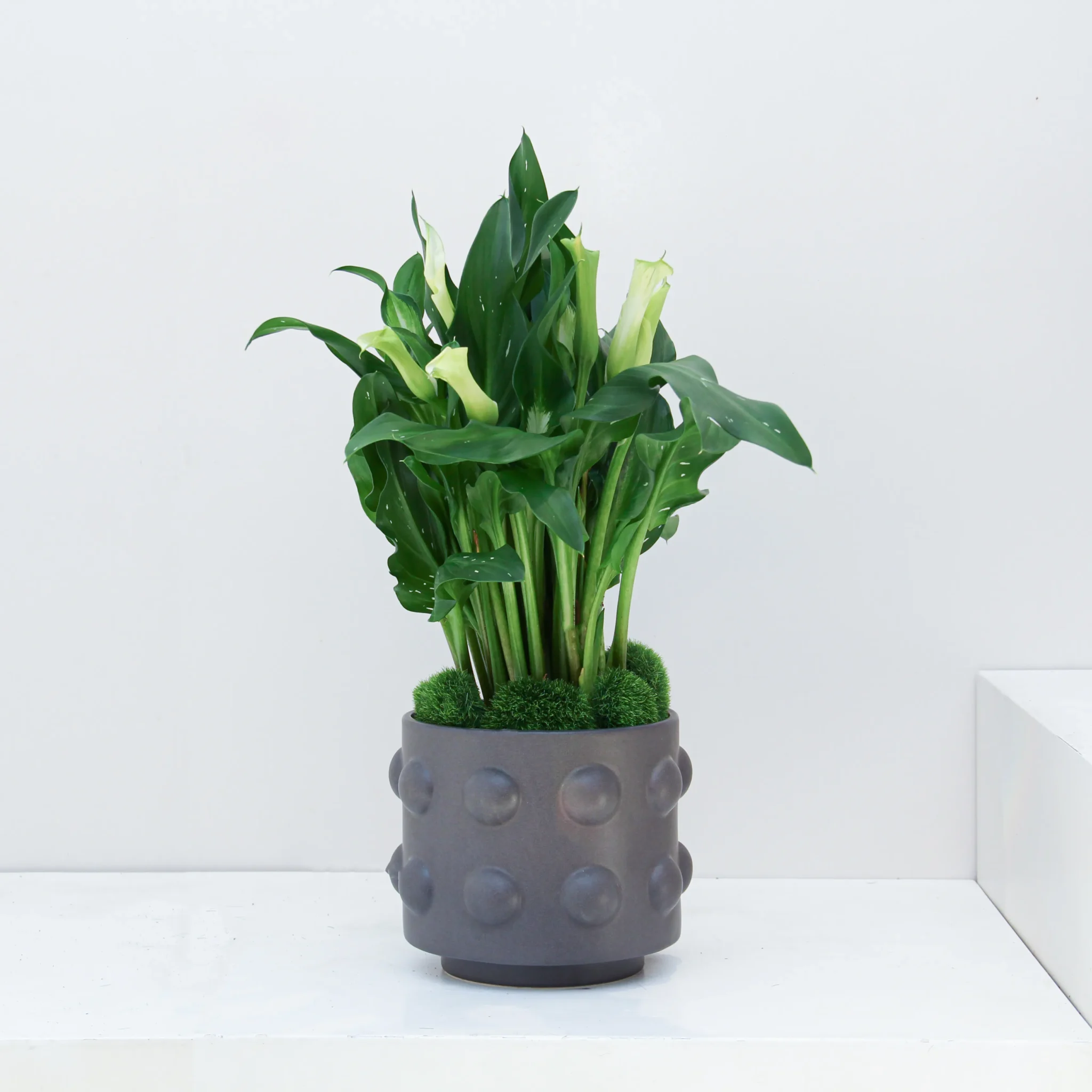 Zantedeschia Plant 02