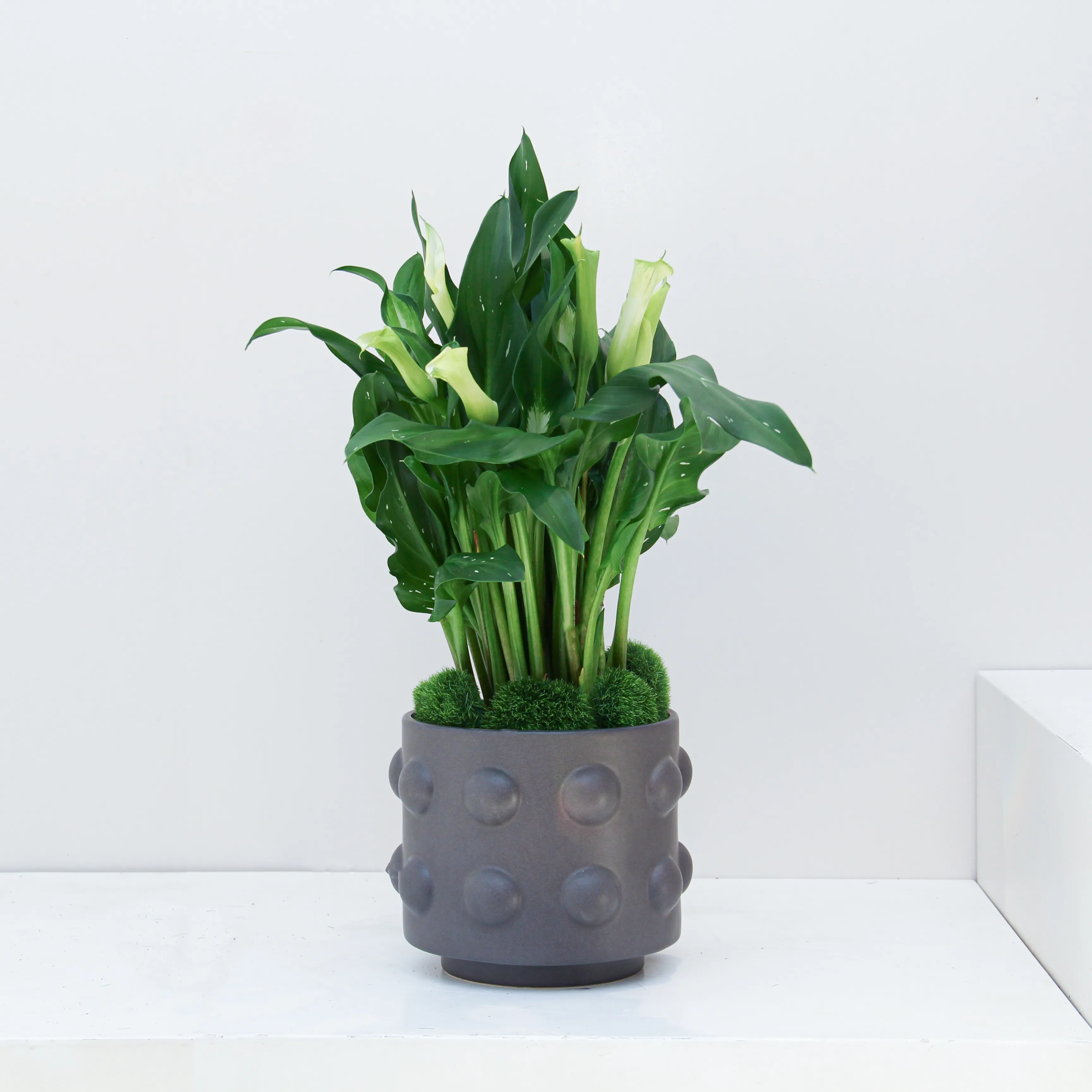 Zantedeschia Plant 02