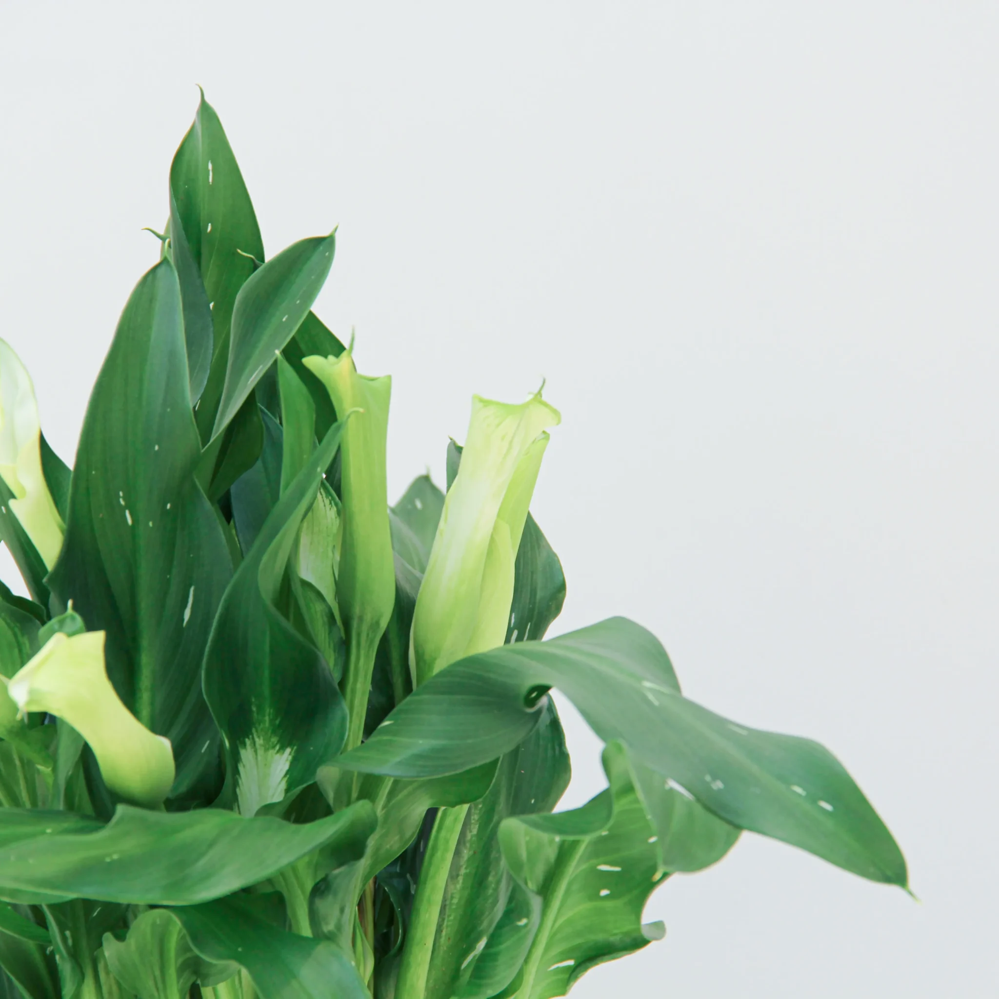 Zantedeschia Plant 02