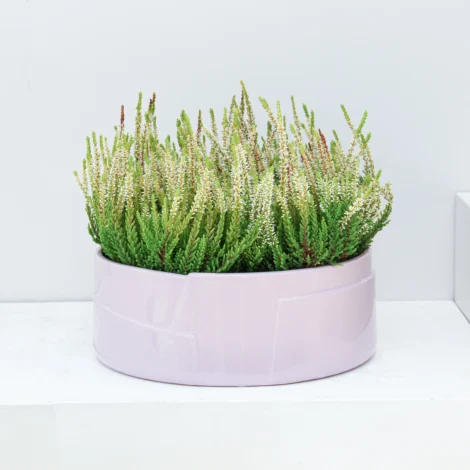 Calluna Vulgaris Plant 01