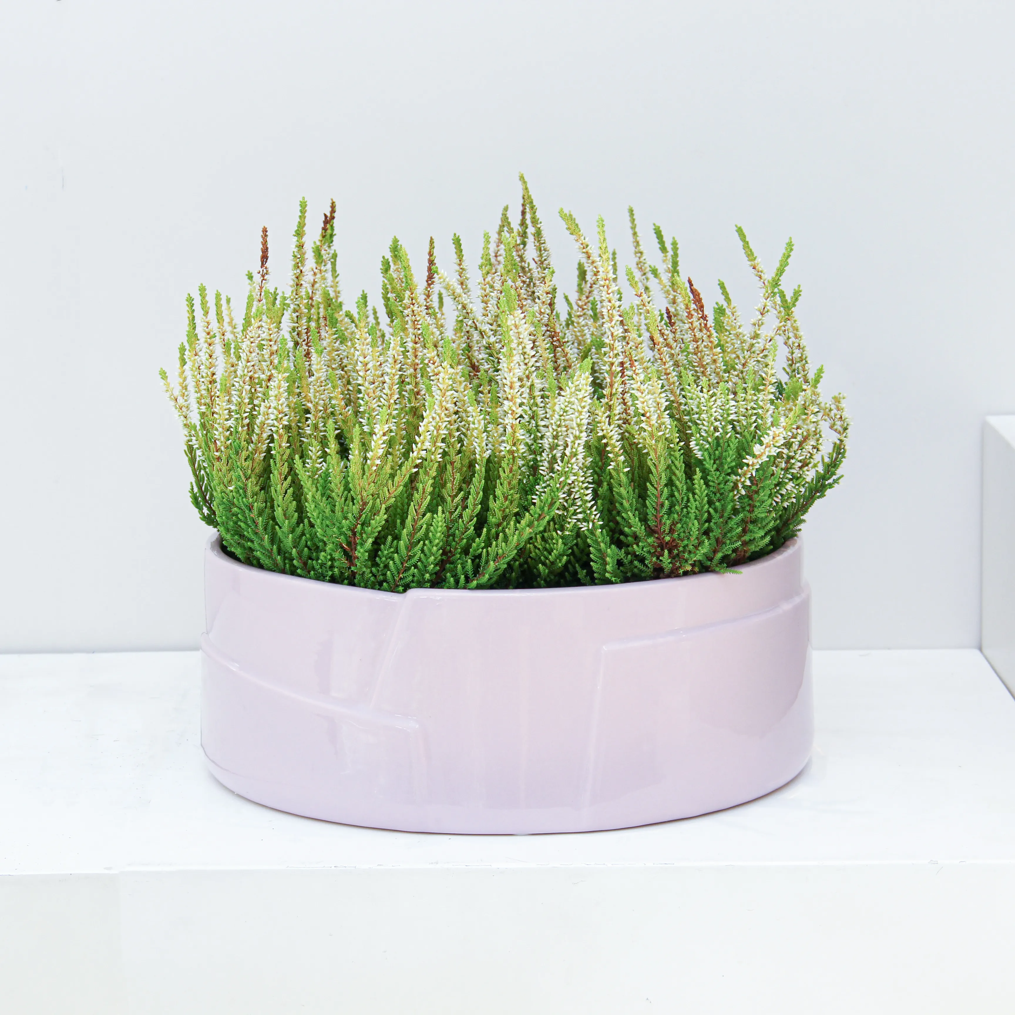 riviera-plants-indoor-online P29.1 Calluna Vulgaris Plant 01