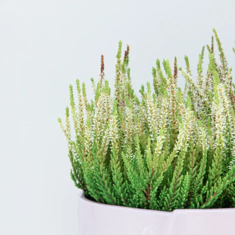 Calluna Vulgaris Plant 01 - Image 2