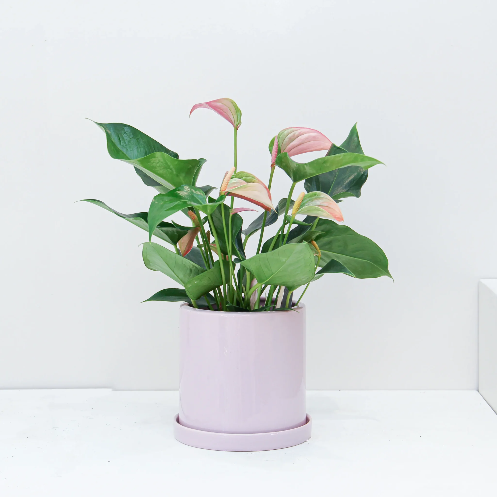Anthurium Plant 01