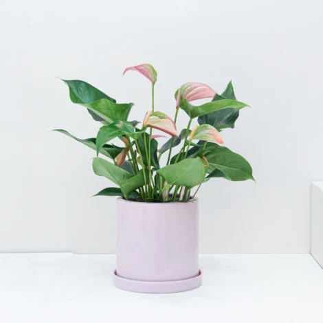 Anthurium Plant 01