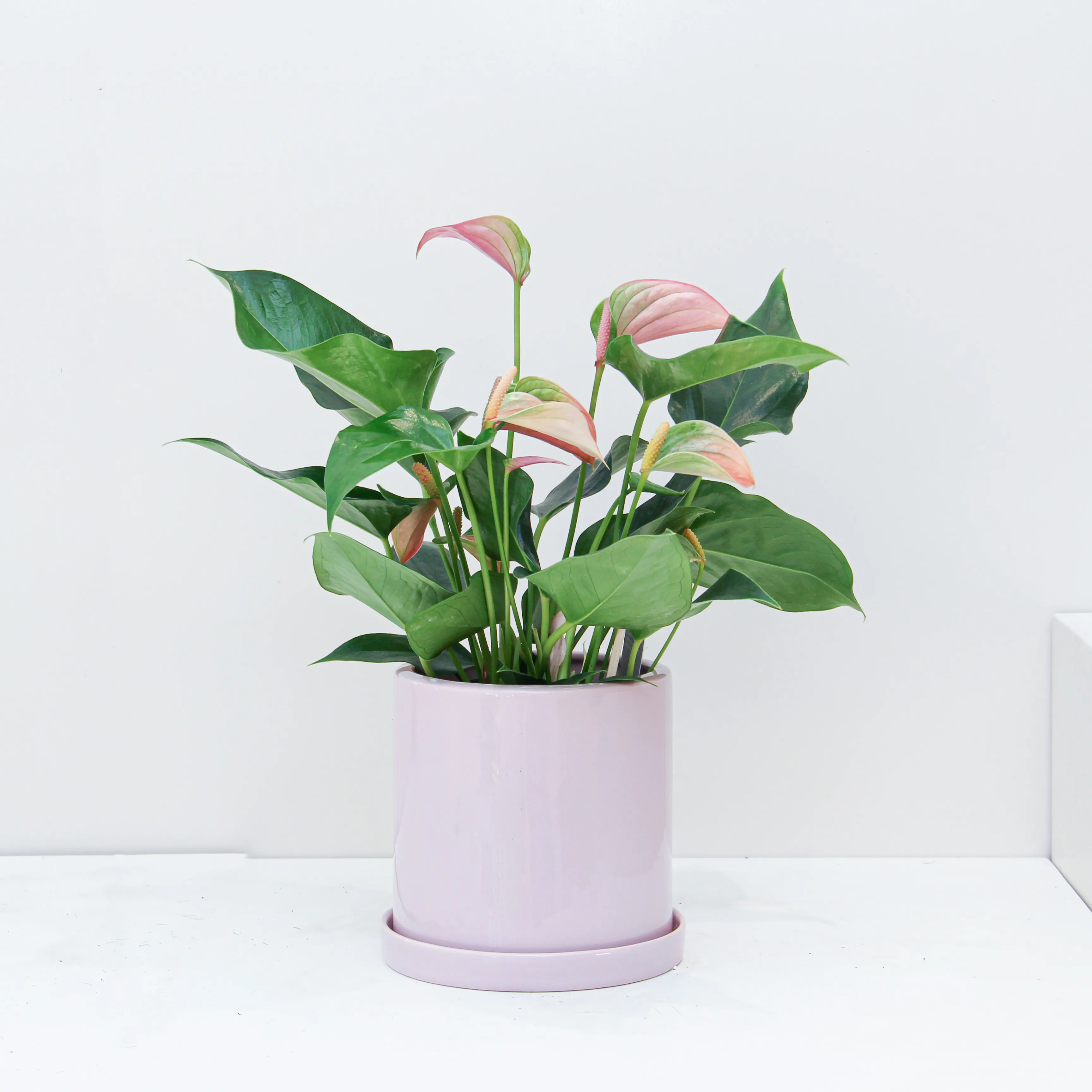 riviera-plants-indoor-online P30.1 Anthurium Plant 01