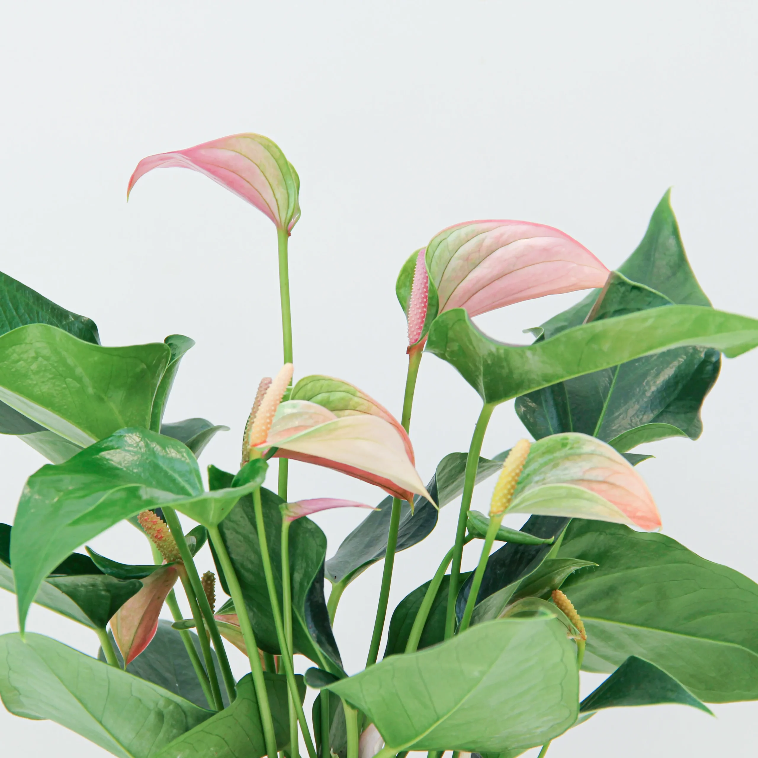 Anthurium Plant 01 - Image 2