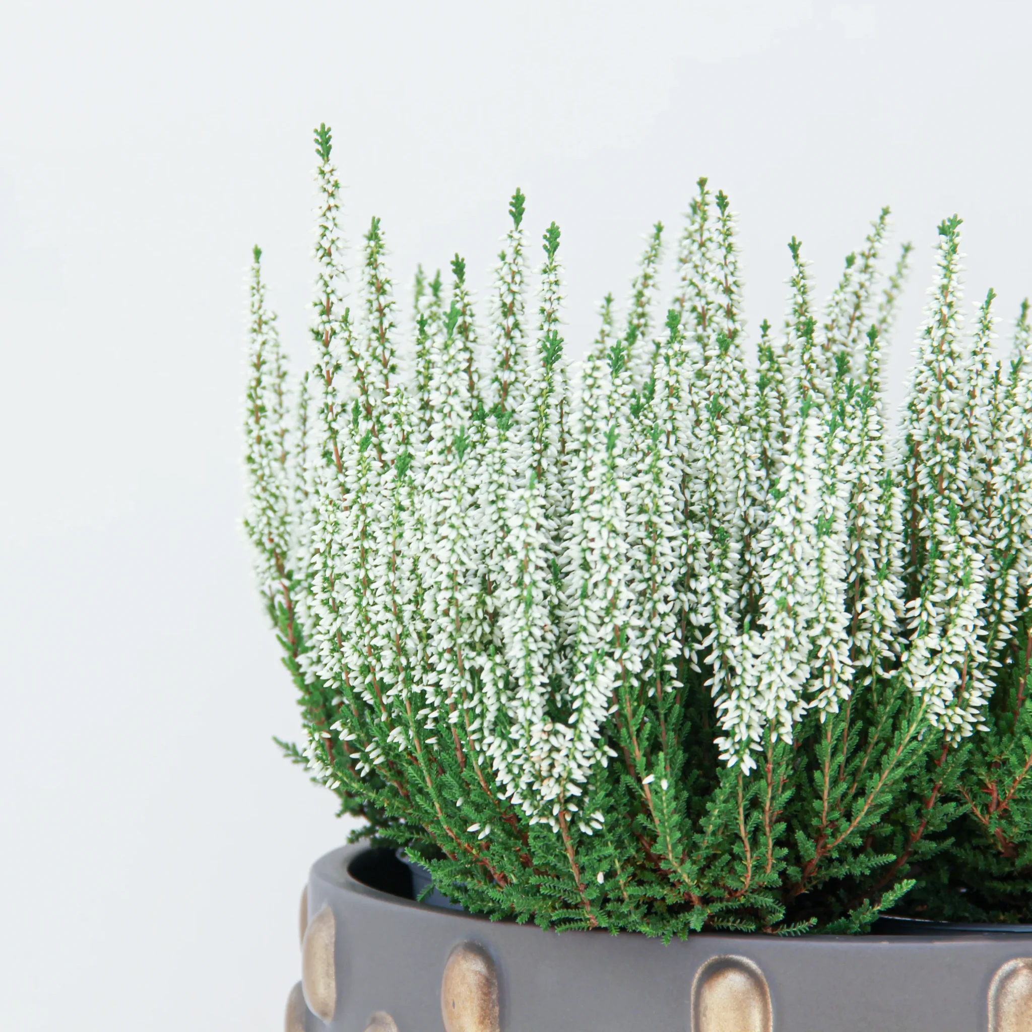 Calluna Vulgaris Plant 02