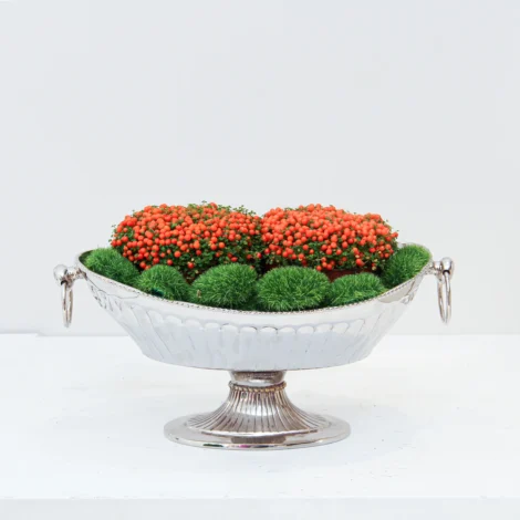 Nertera granadensis Plant 01