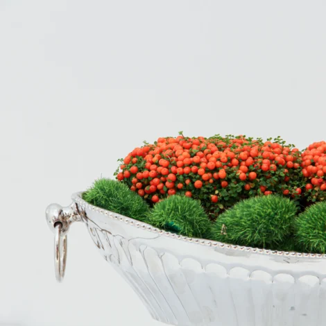 Nertera granadensis Plant 01 - Image 2