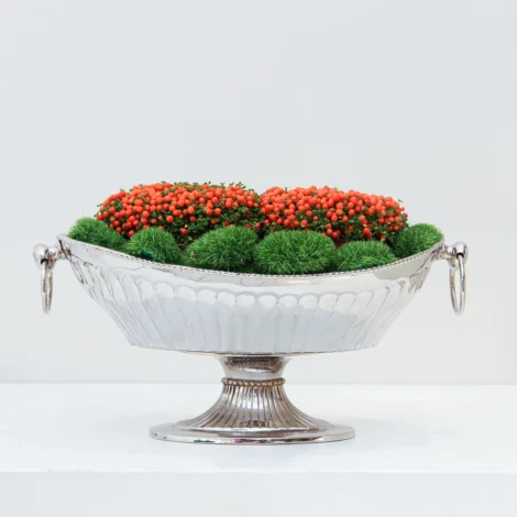 Nertera granadensis Plant 01 - Image 3