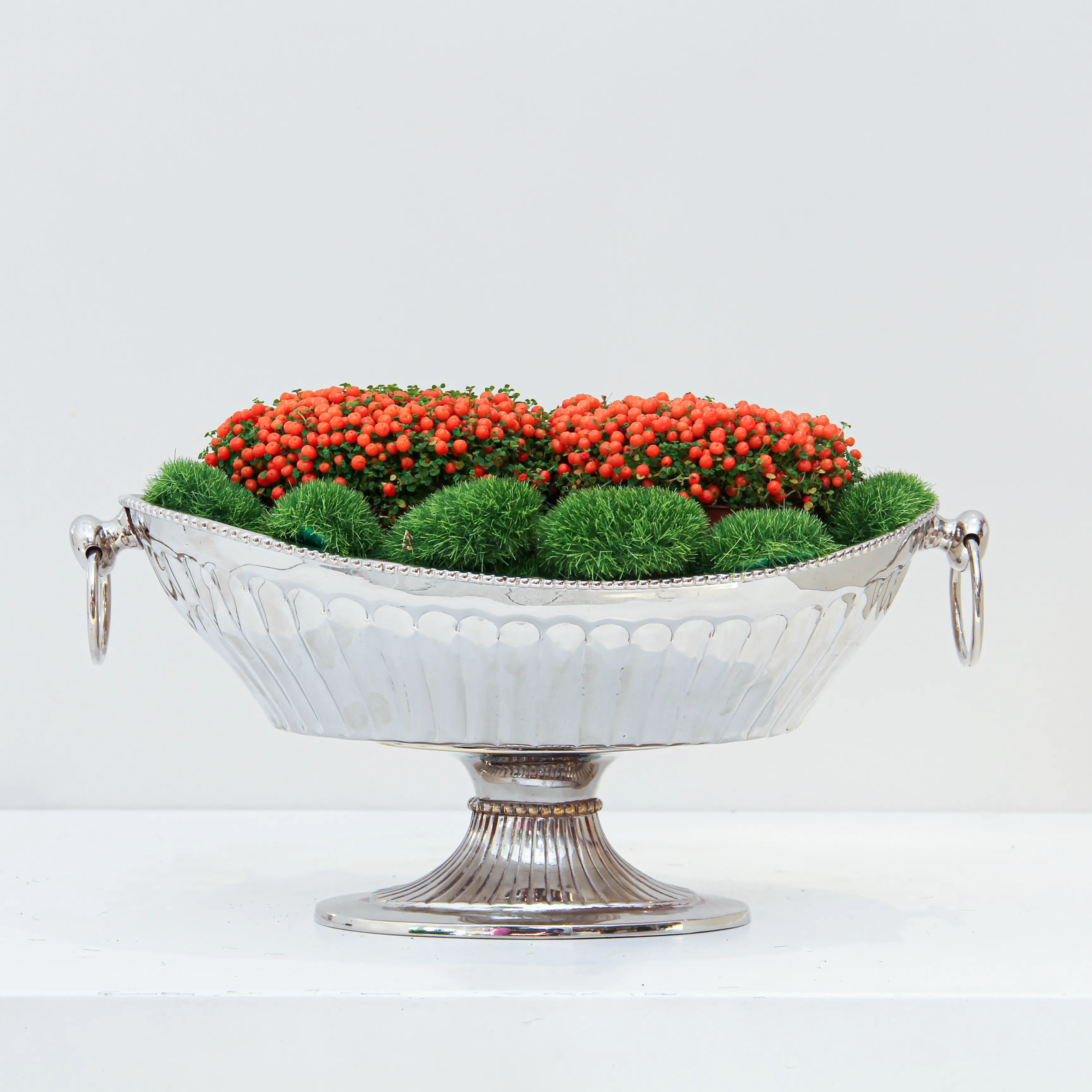 Nertera granadensis Plant 01 - Image 3