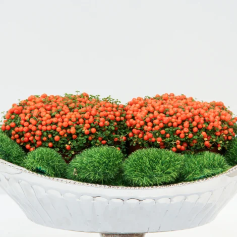 Nertera granadensis Plant 01 - Image 4