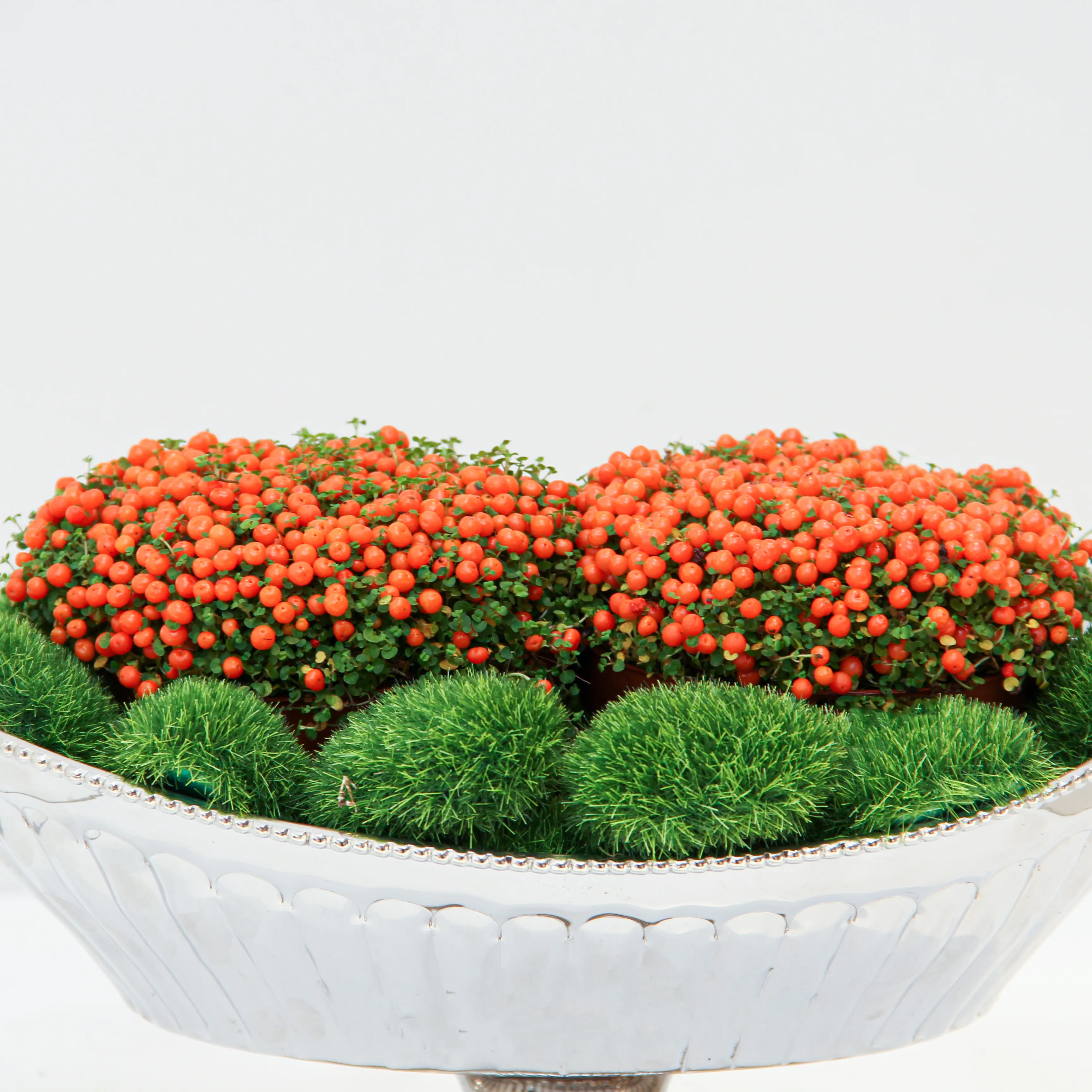 Nertera granadensis Plant 01 - Image 4