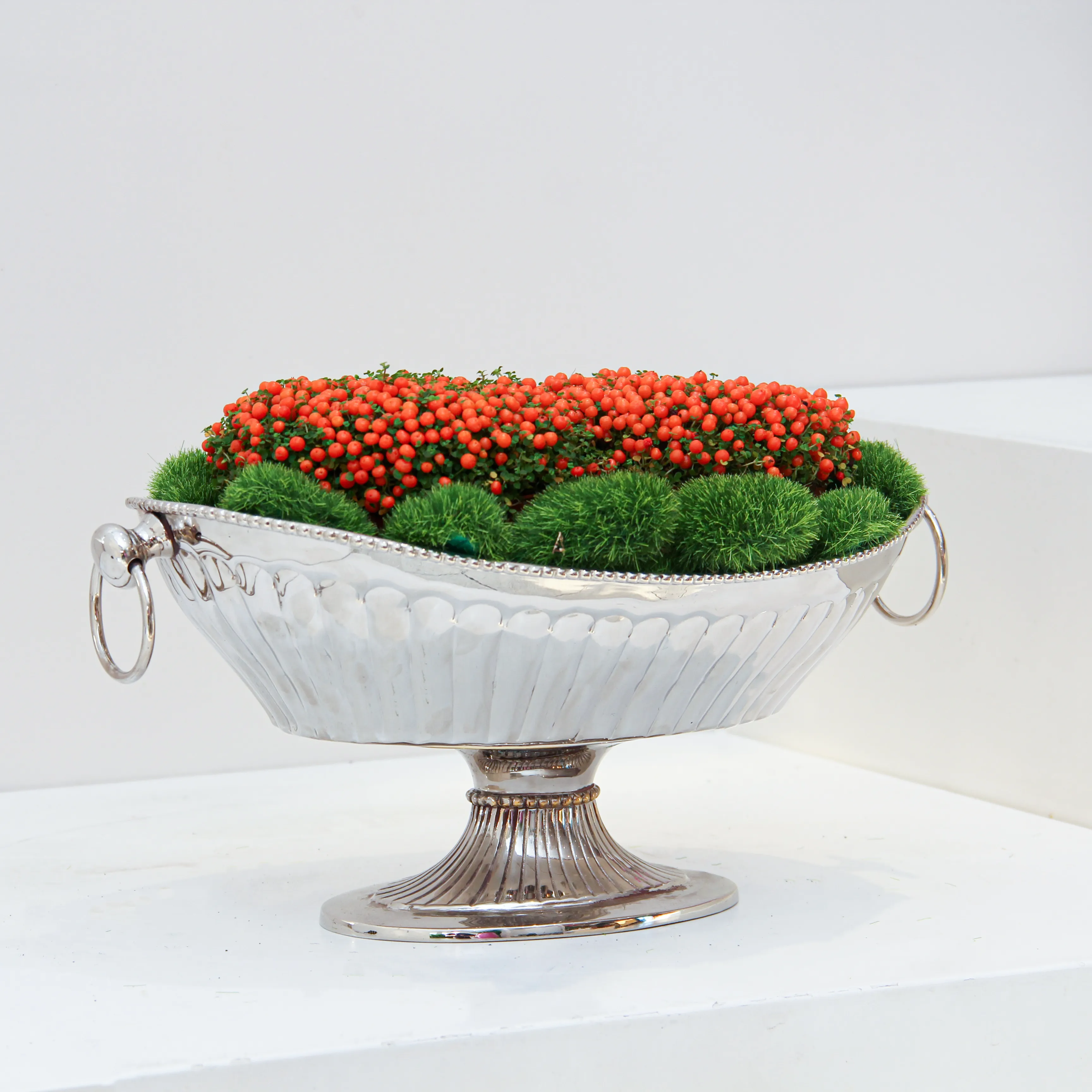 Nertera granadensis Plant 01 - Image 5