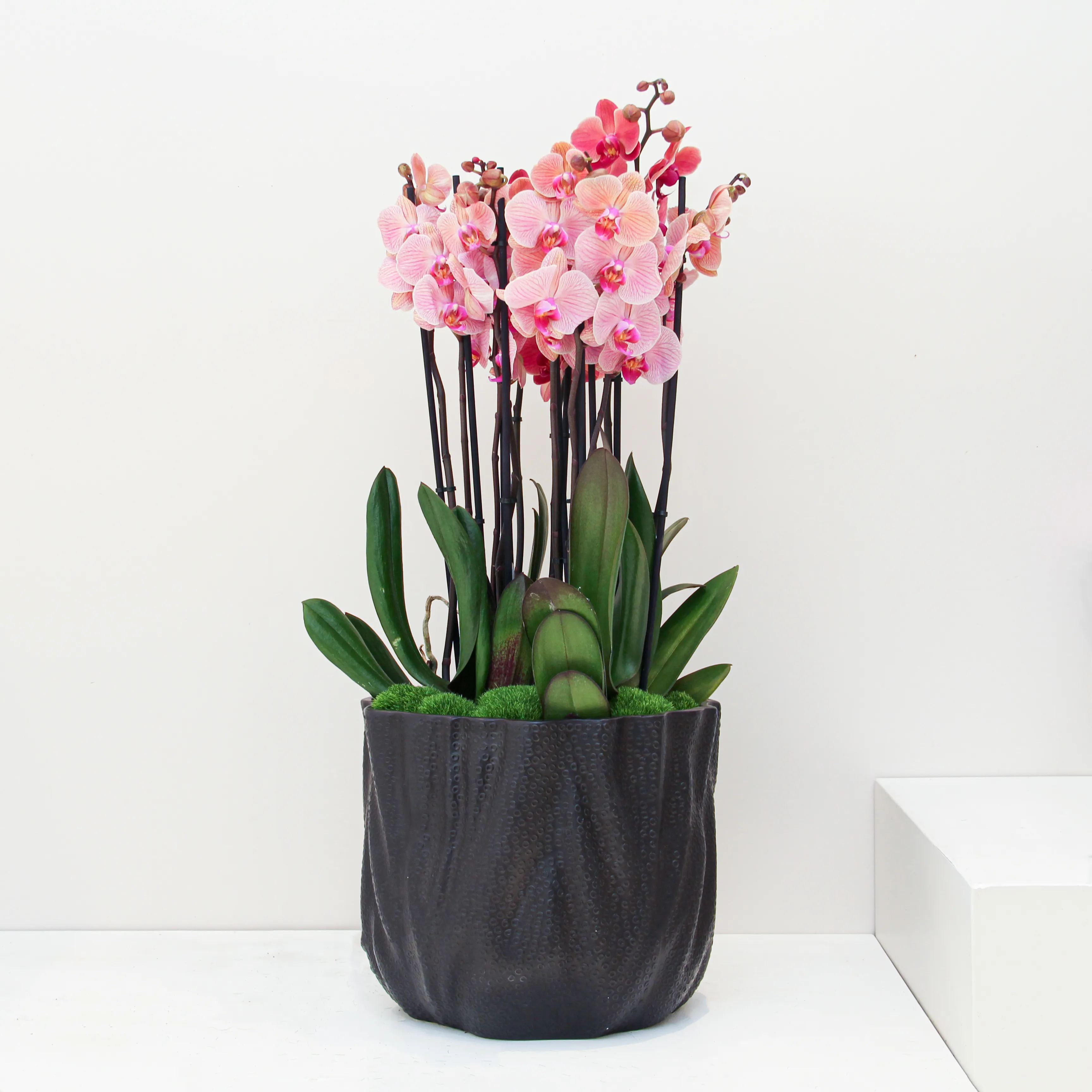riviera-plants-indoor-online P33.1 Phalaenopsis Plant 04