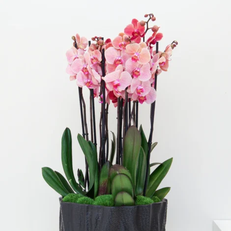 Phalaenopsis Plant 04 - Image 2