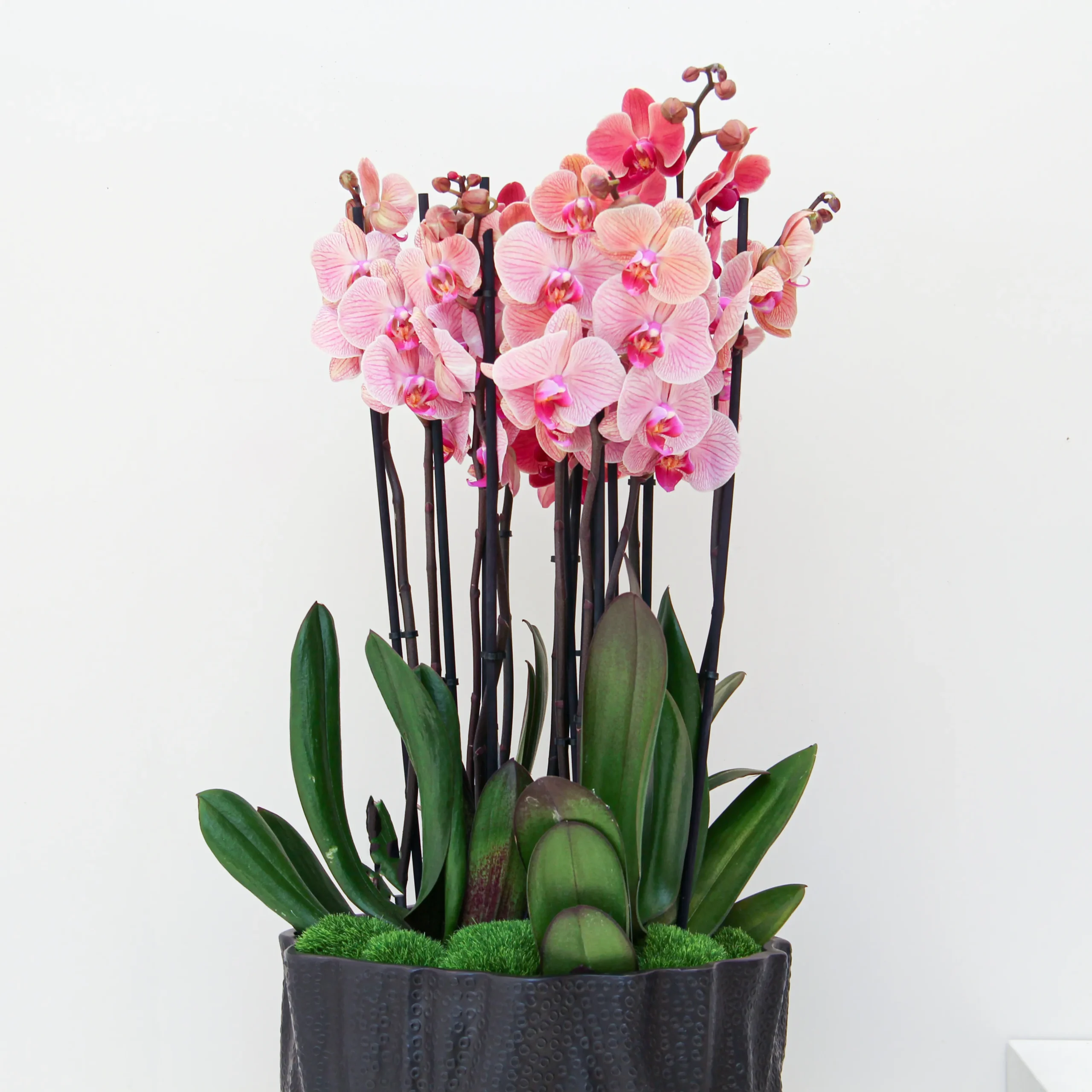 Phalaenopsis Plant 04 - Image 2