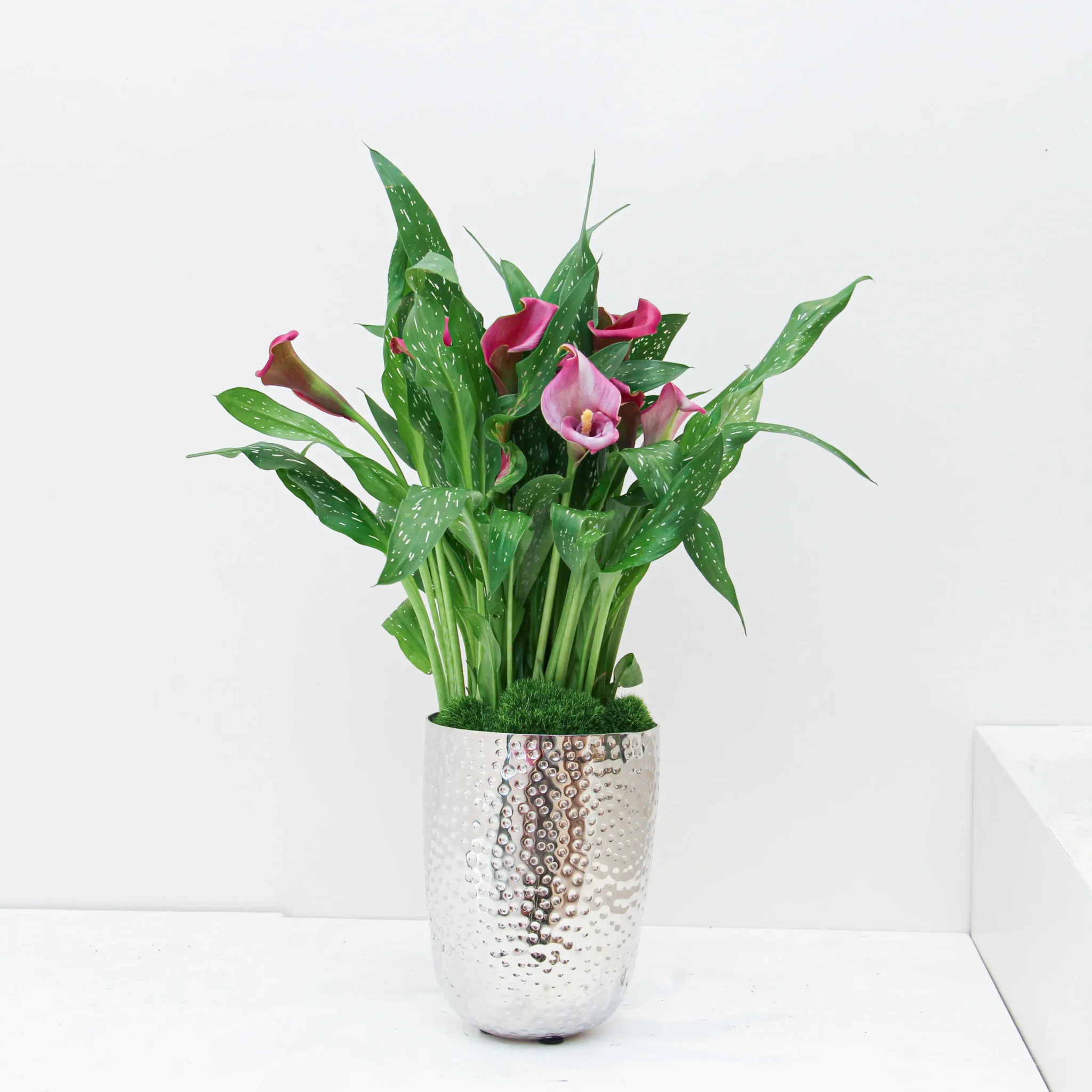 Zantedeschia Plant 03