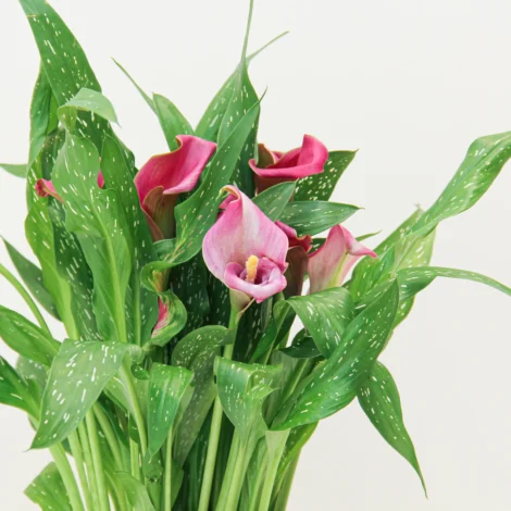 Zantedeschia Plant 03 - Image 2