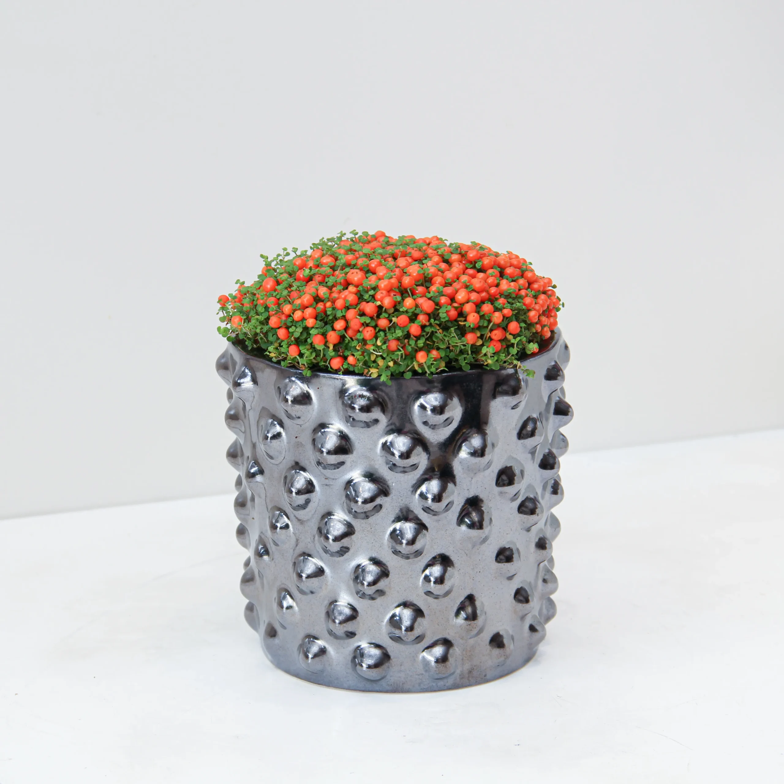 Nertera Granadensis Plant 02 - Image 1