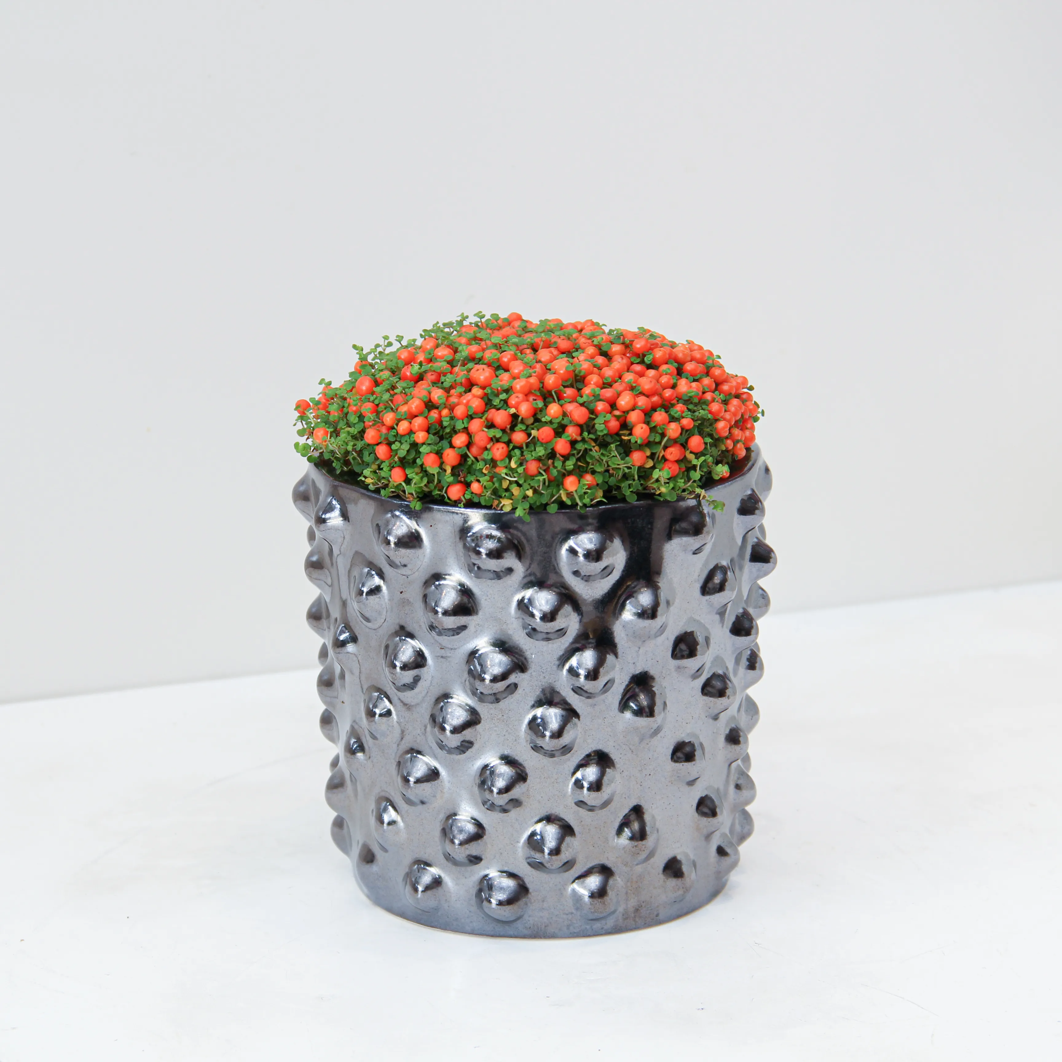 riviera-plants-indoor-online P37.1 Nertera Granadensis Plant 02