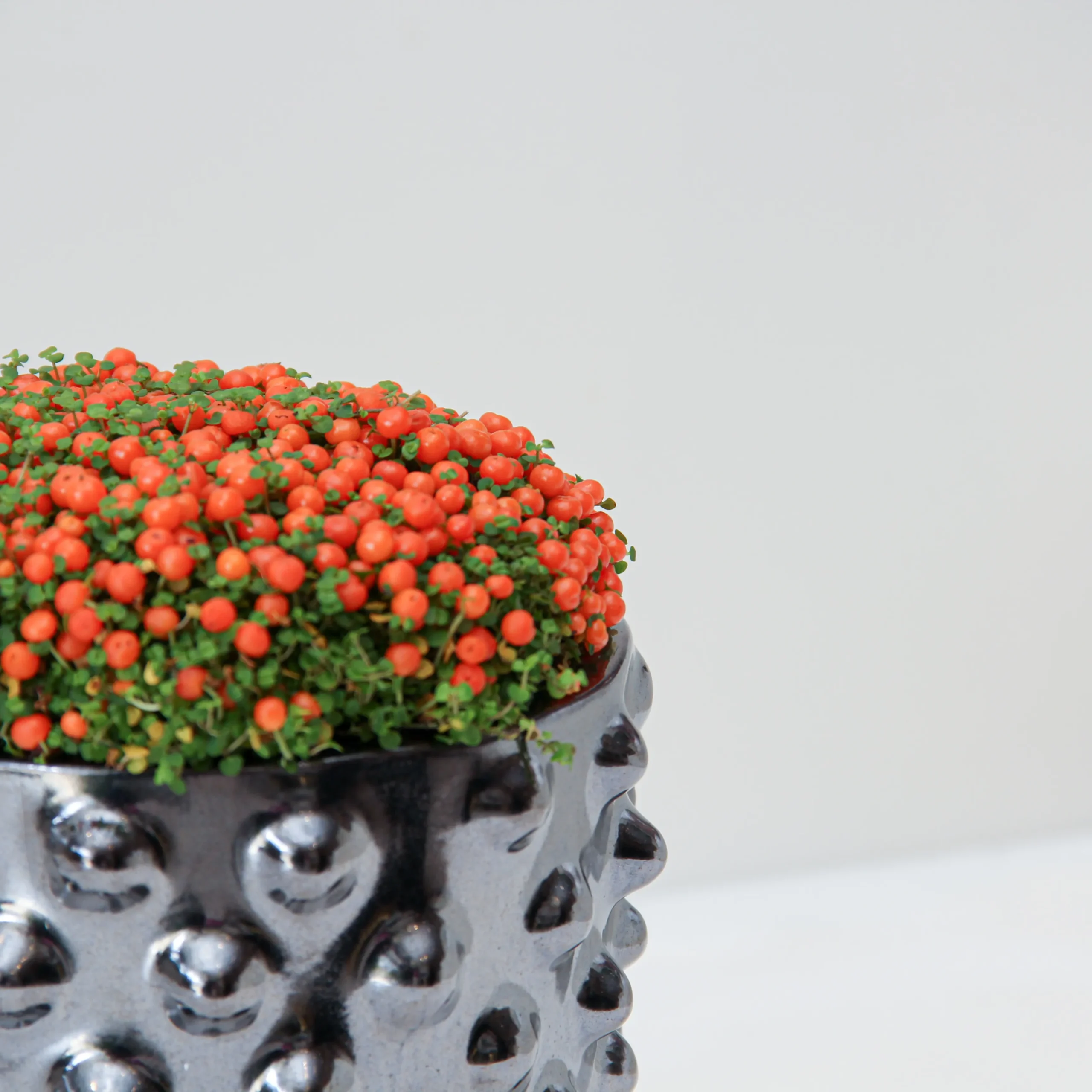 Nertera Granadensis Plant 02 - Image 2