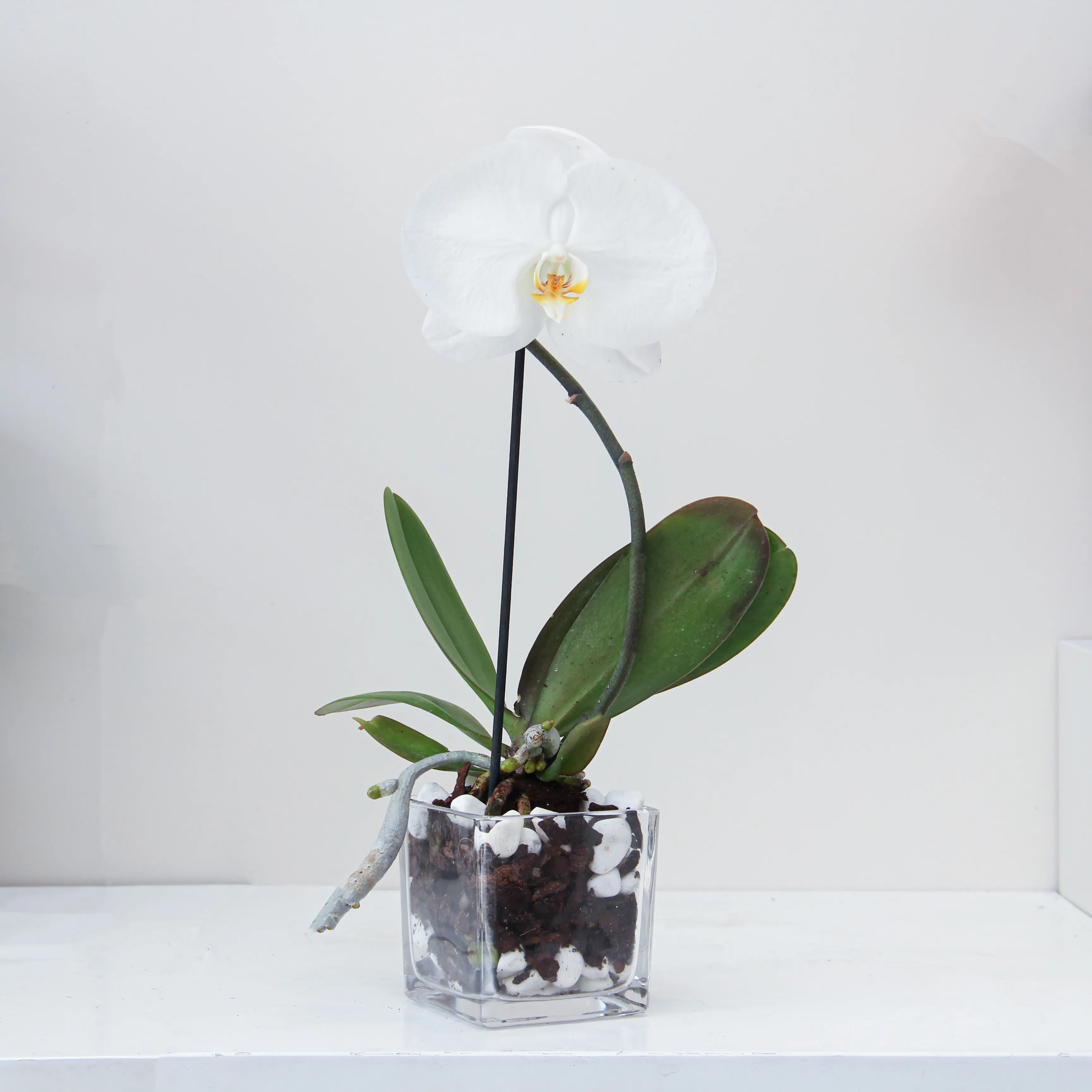 Phalaenopsis Plant 05