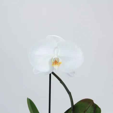 Phalaenopsis Plant 05 - Image 2