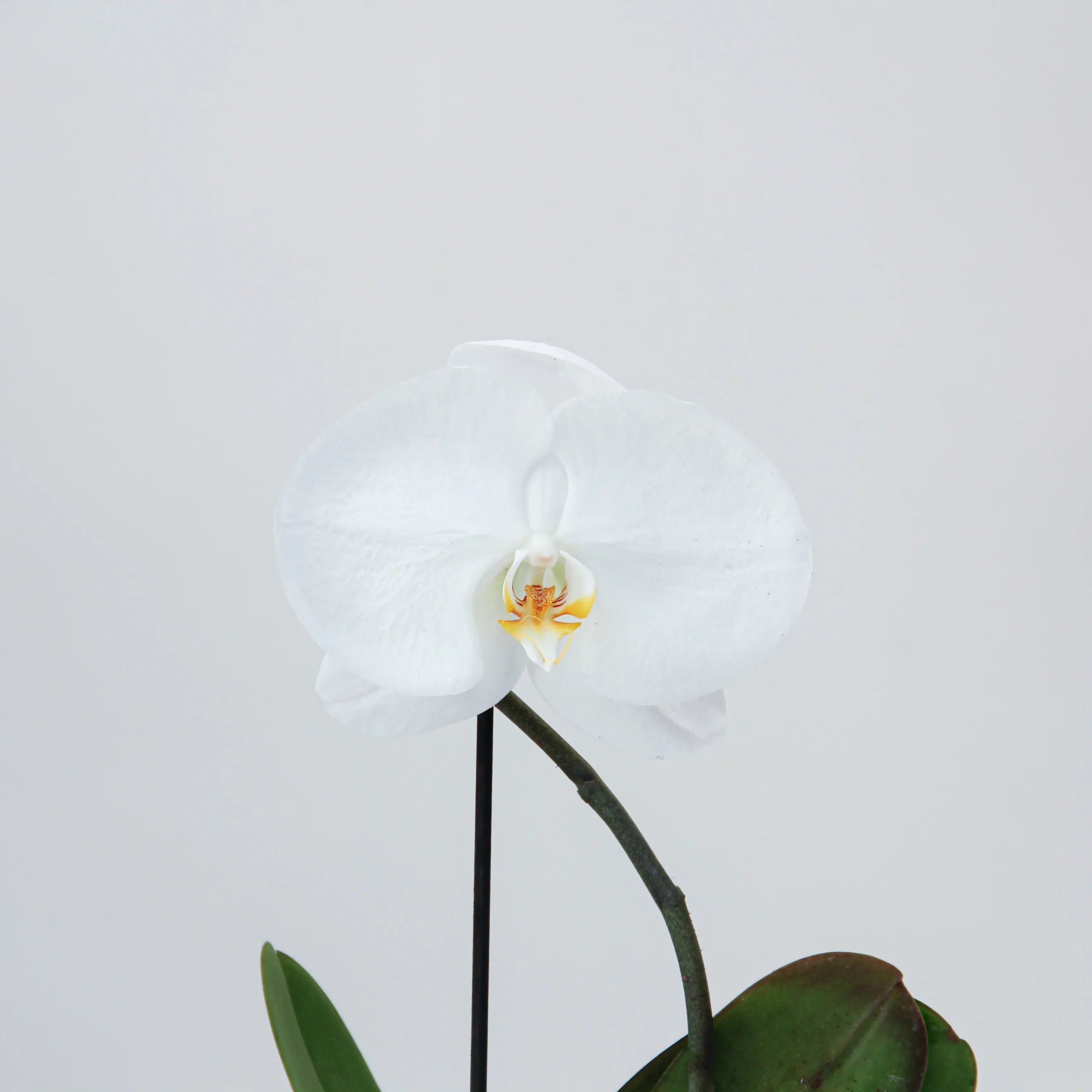 Phalaenopsis Plant 05 - Image 2