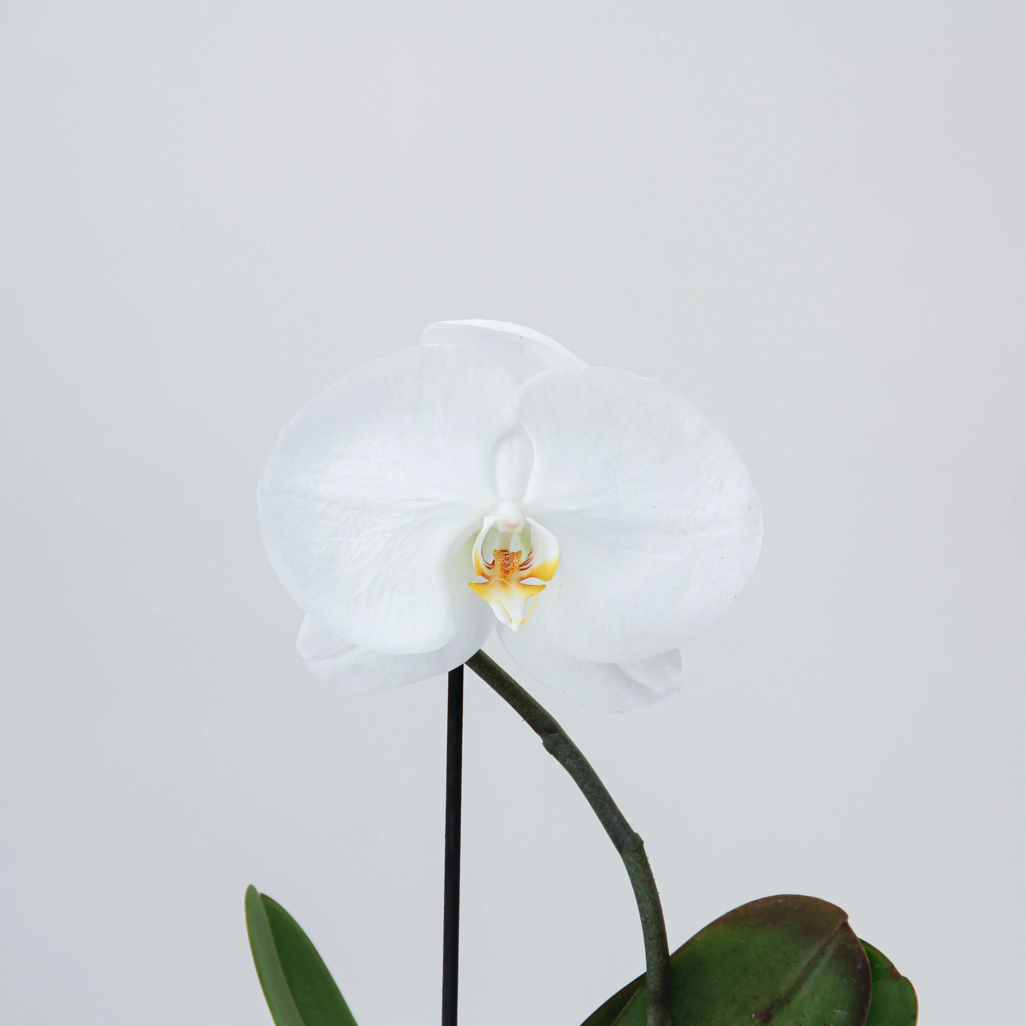 Phalaenopsis Plant 05 - Image 2