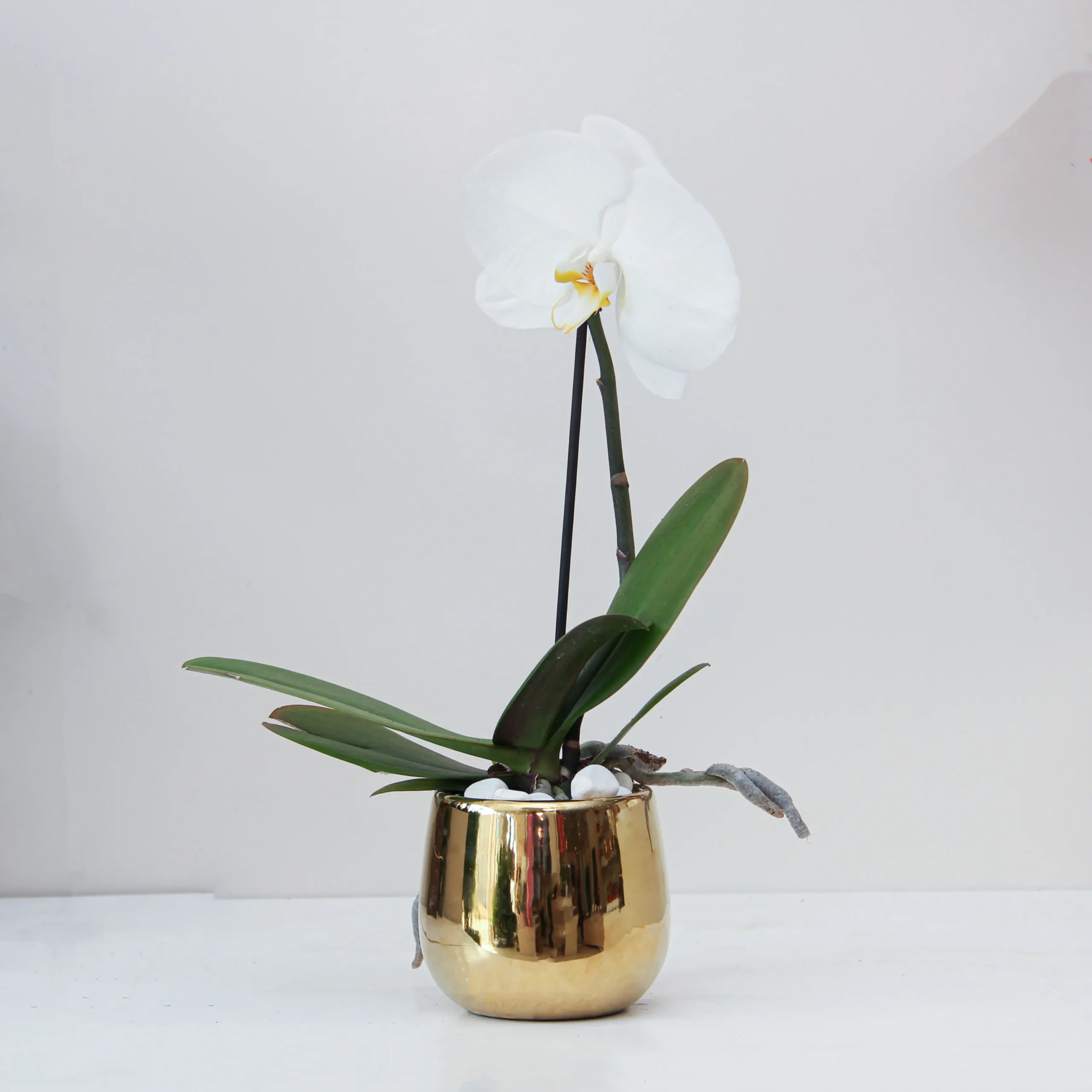 Phalaenopsis Plant 06 - Image 1