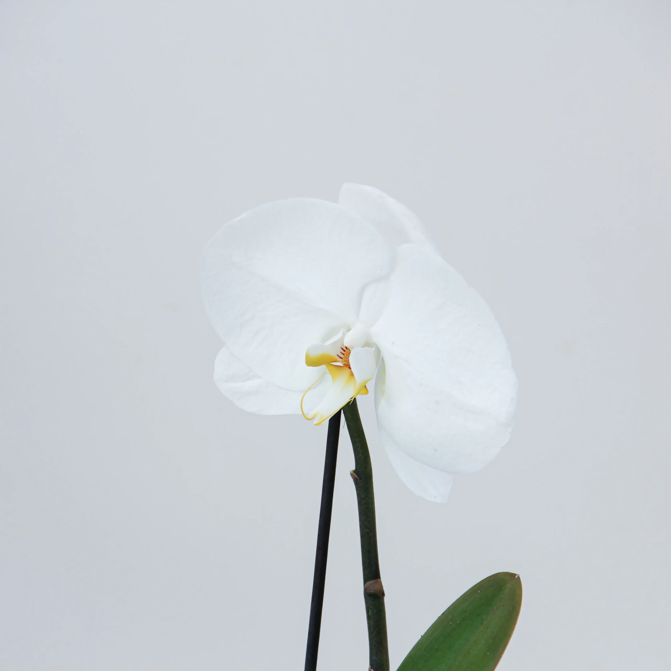 Phalaenopsis Plant 06 - Image 2