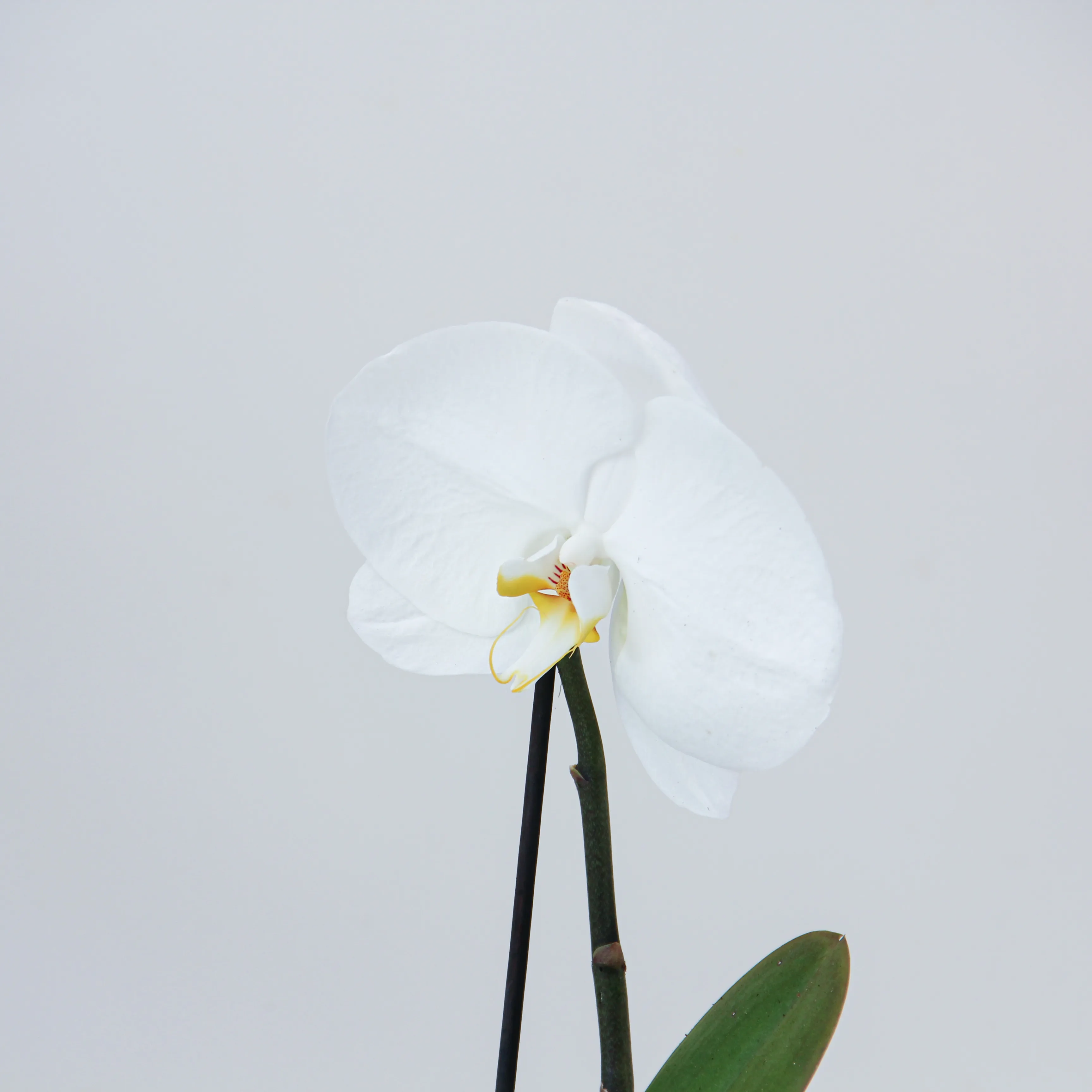 Phalaenopsis Plant 06 - Image 2
