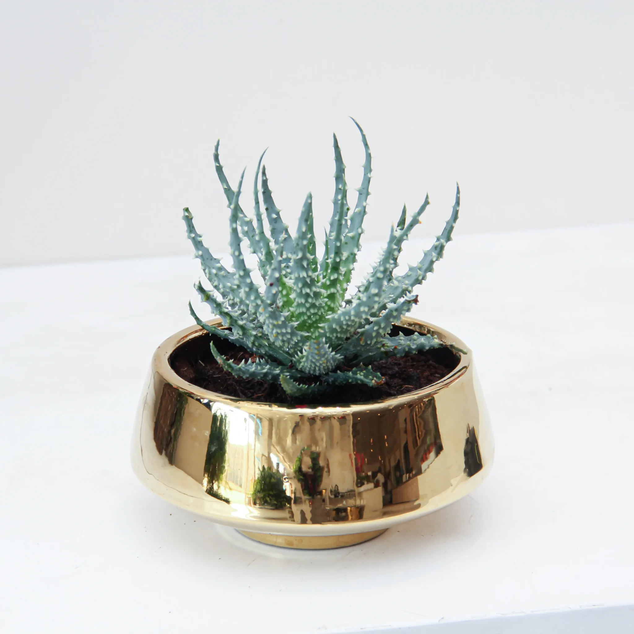 Aloe Safari Kerio Plant 02